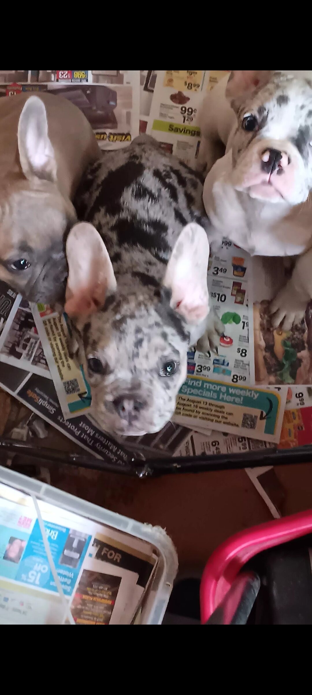 French bulldog puppies image 3