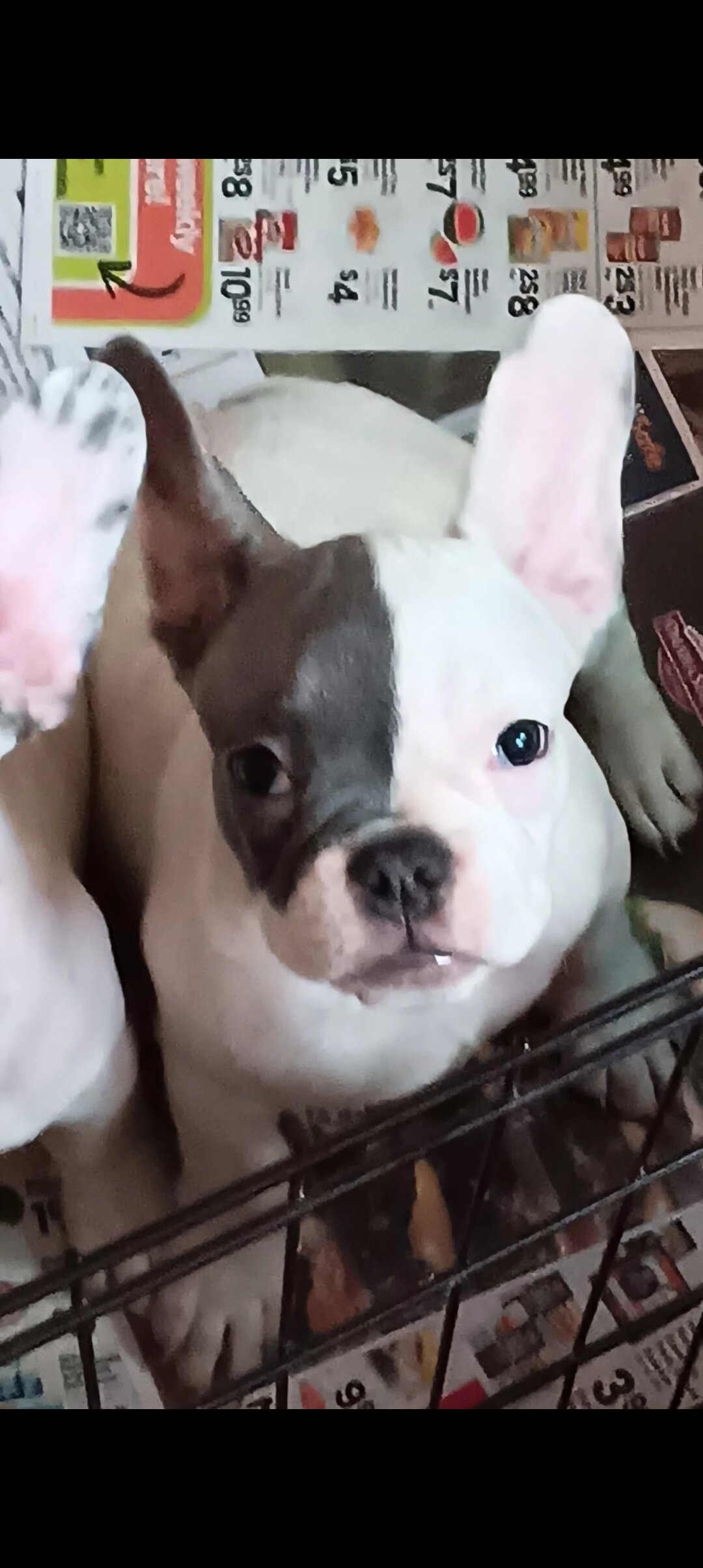 French bulldog puppies image 2