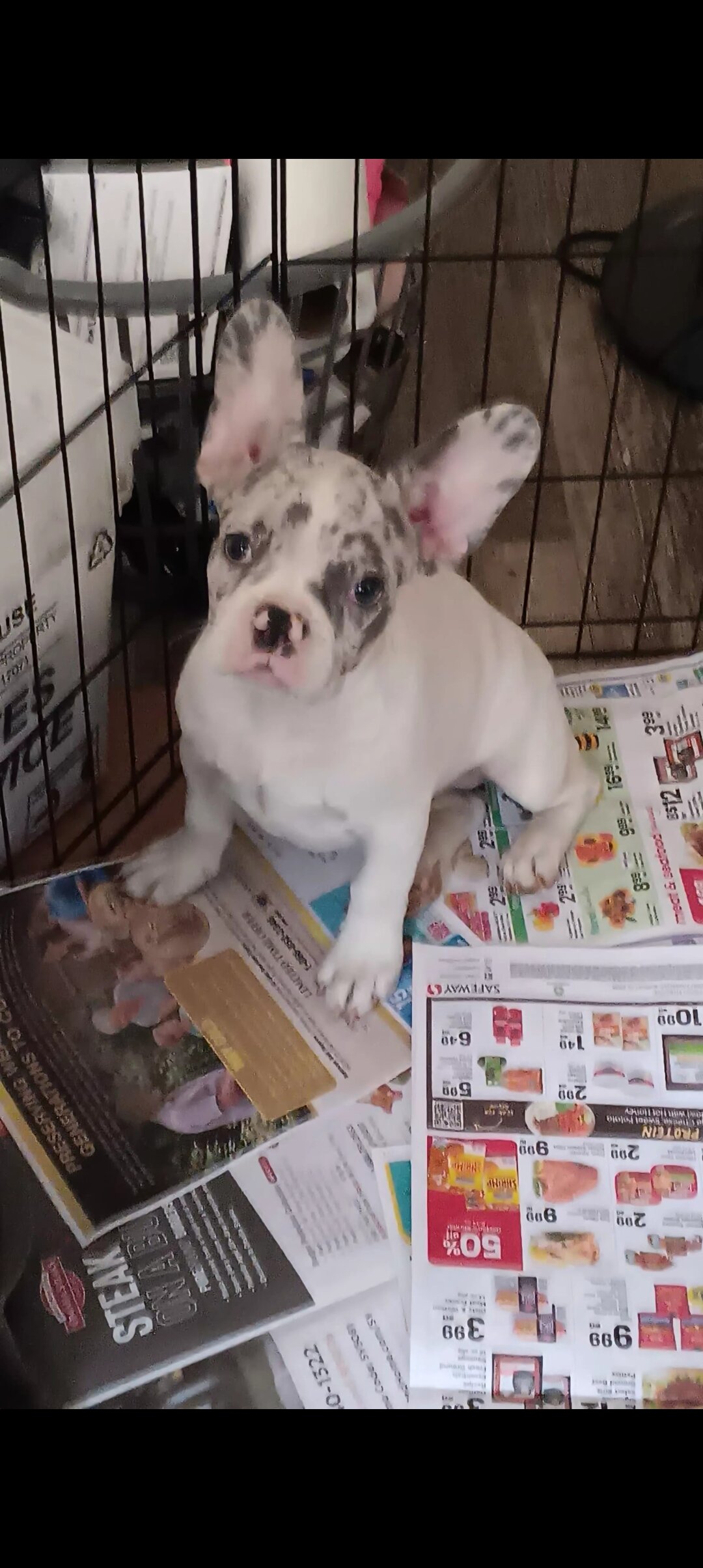 French bulldog puppies image 5