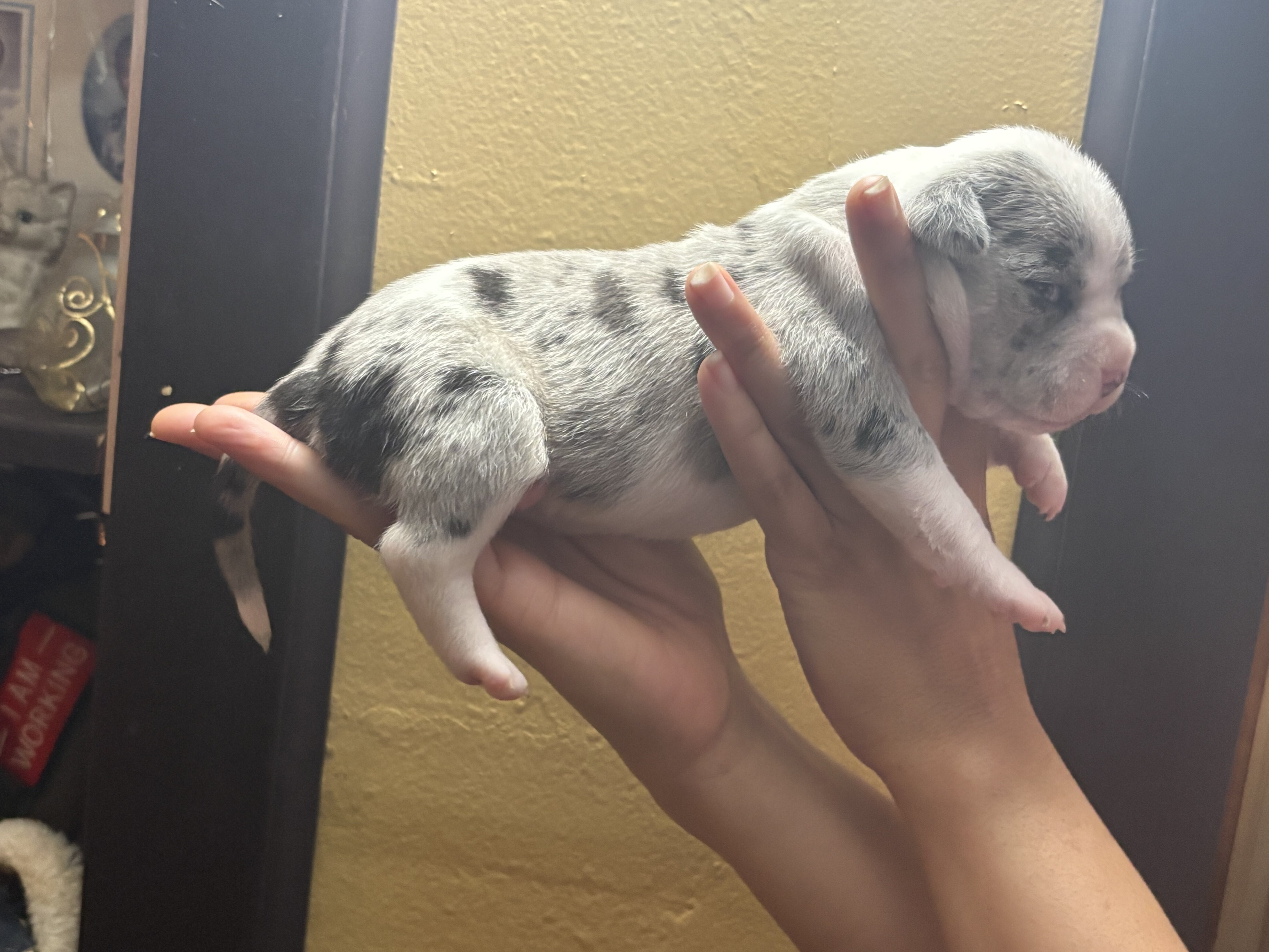 Amazing Rare Blue Merle Classic Bully Baby Girl image 2