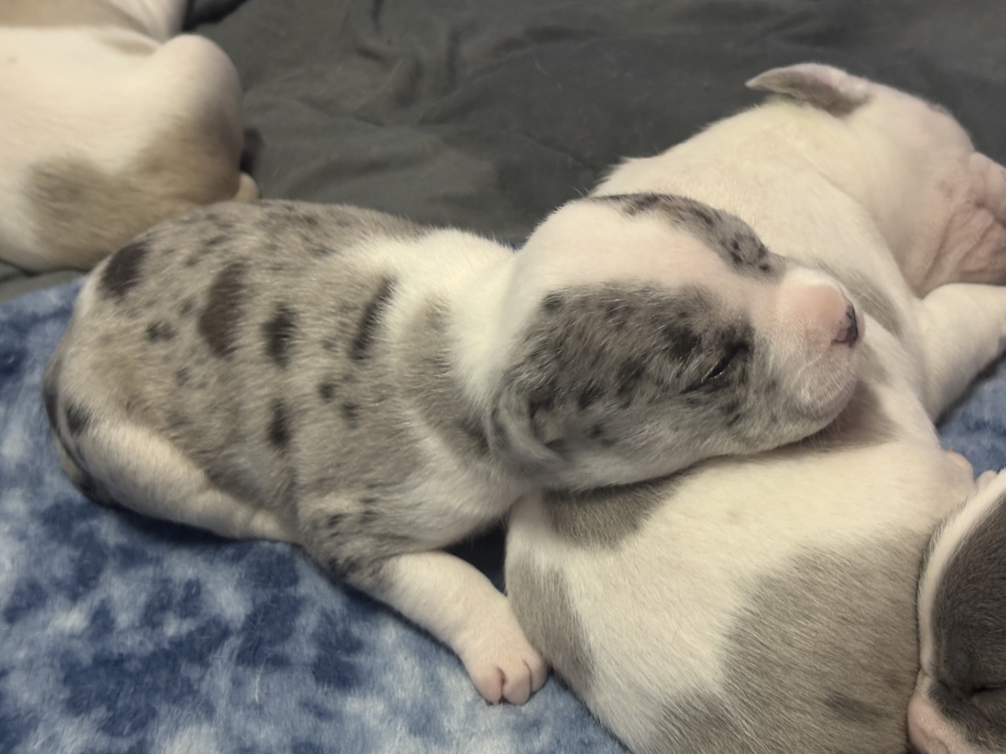 Amazing Rare Blue Merle Classic Bully Baby Girl image 1