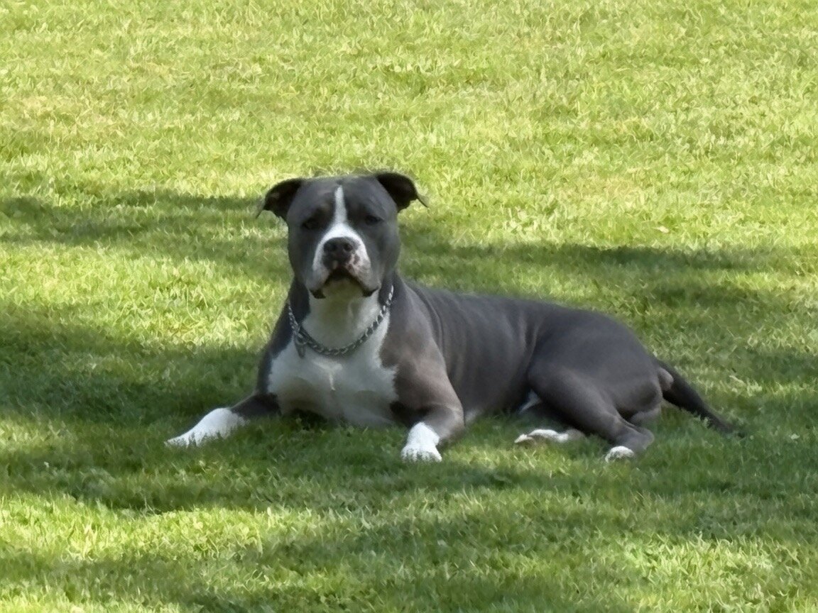 Amazing Rare Blue Merle Classic Bully Baby Girl image 9