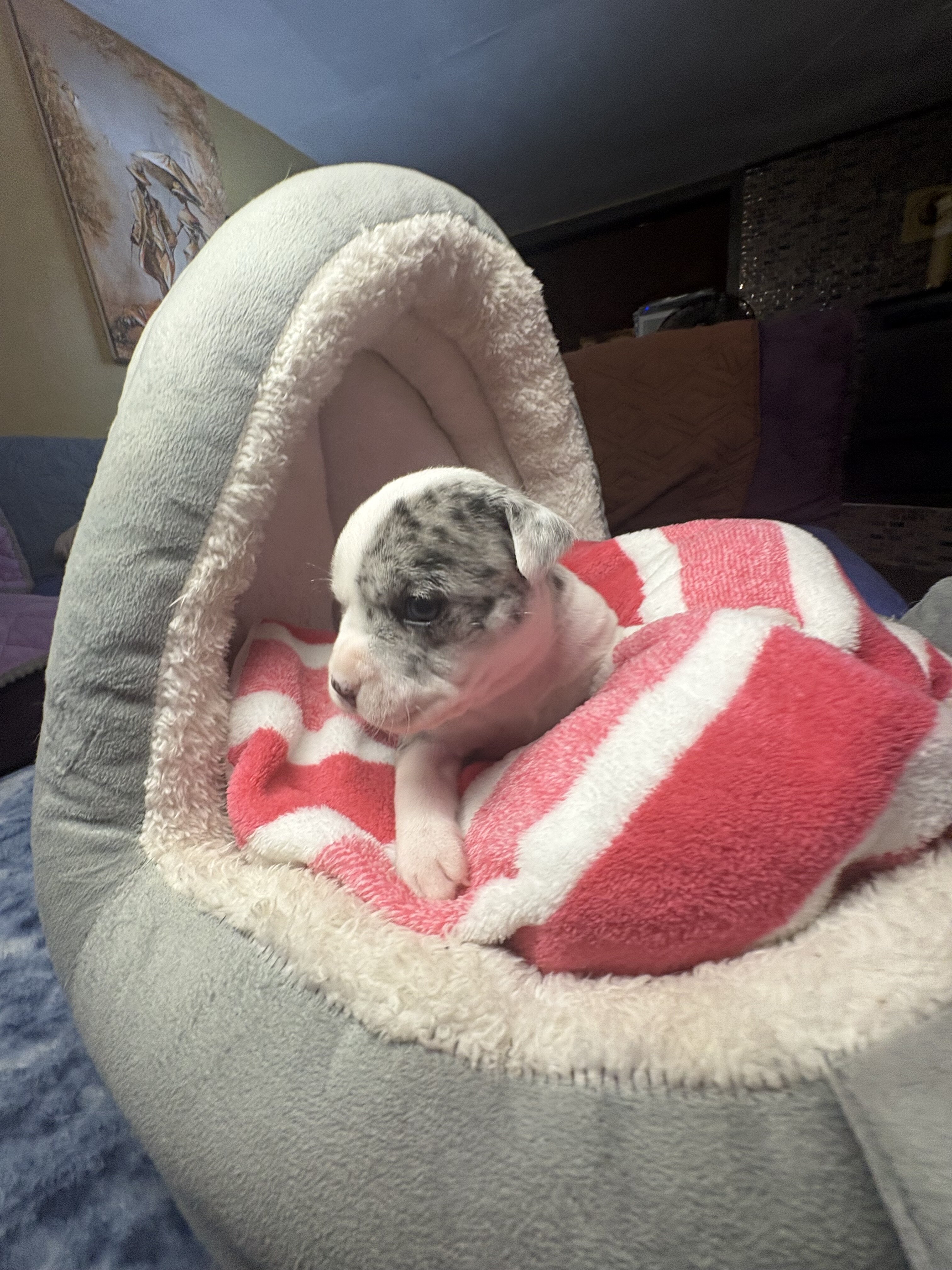 Amazing Rare Blue Merle Classic Bully Baby Girl image 10