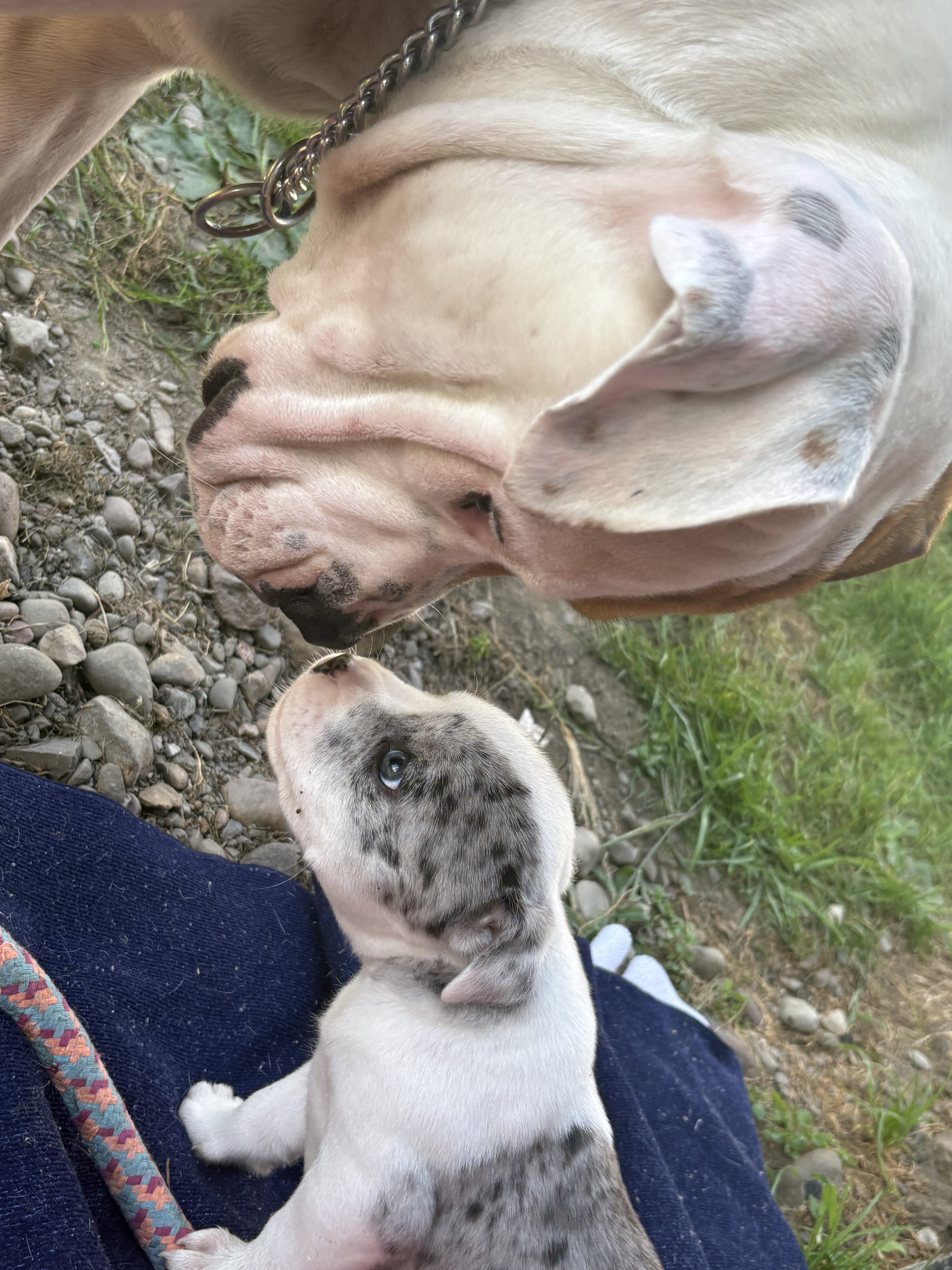 Amazing Rare Blue Merle Classic Bully Baby Girl image 6