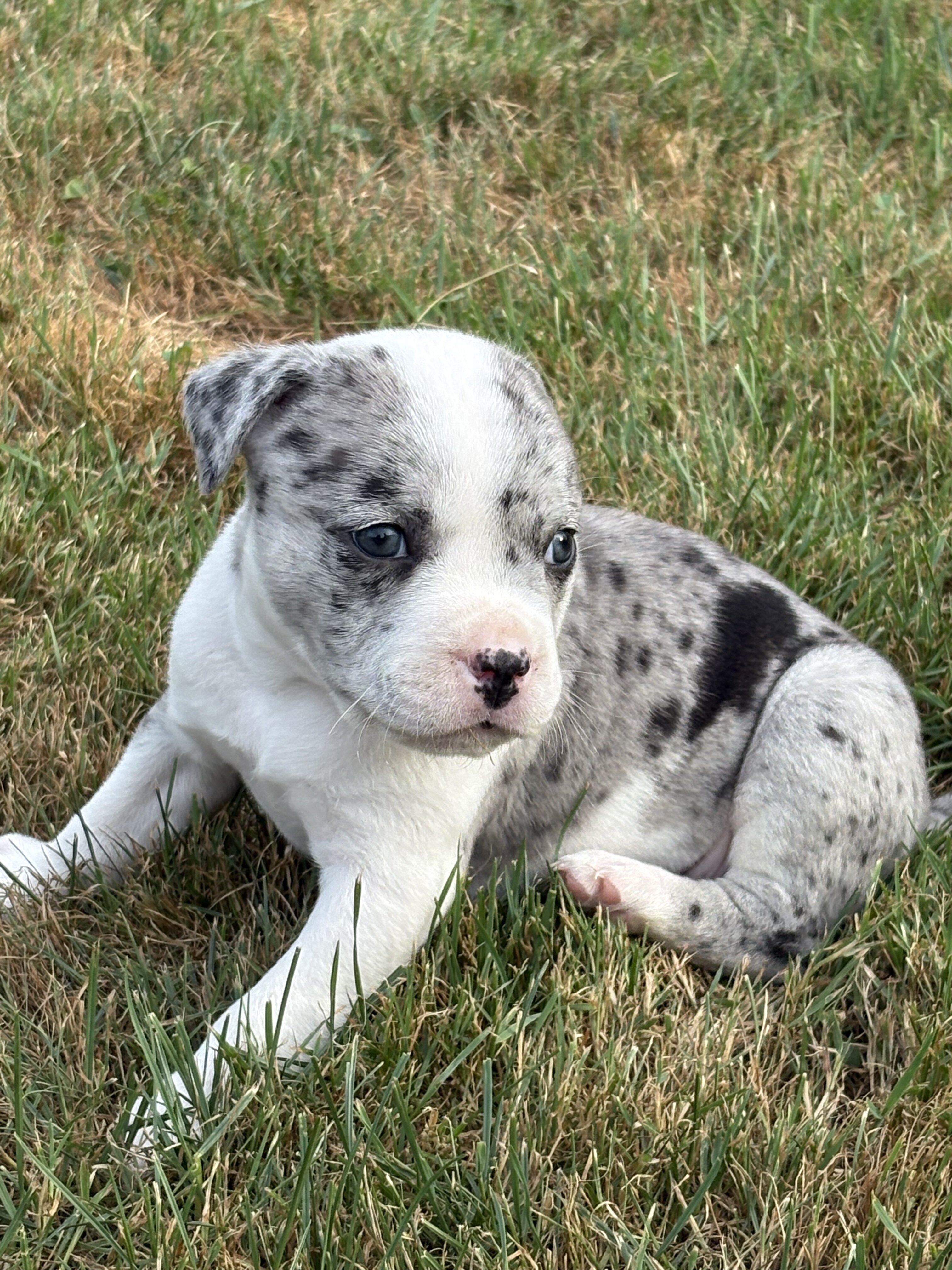 Amazing Rare Blue Merle Classic Bully Baby Girl image 3