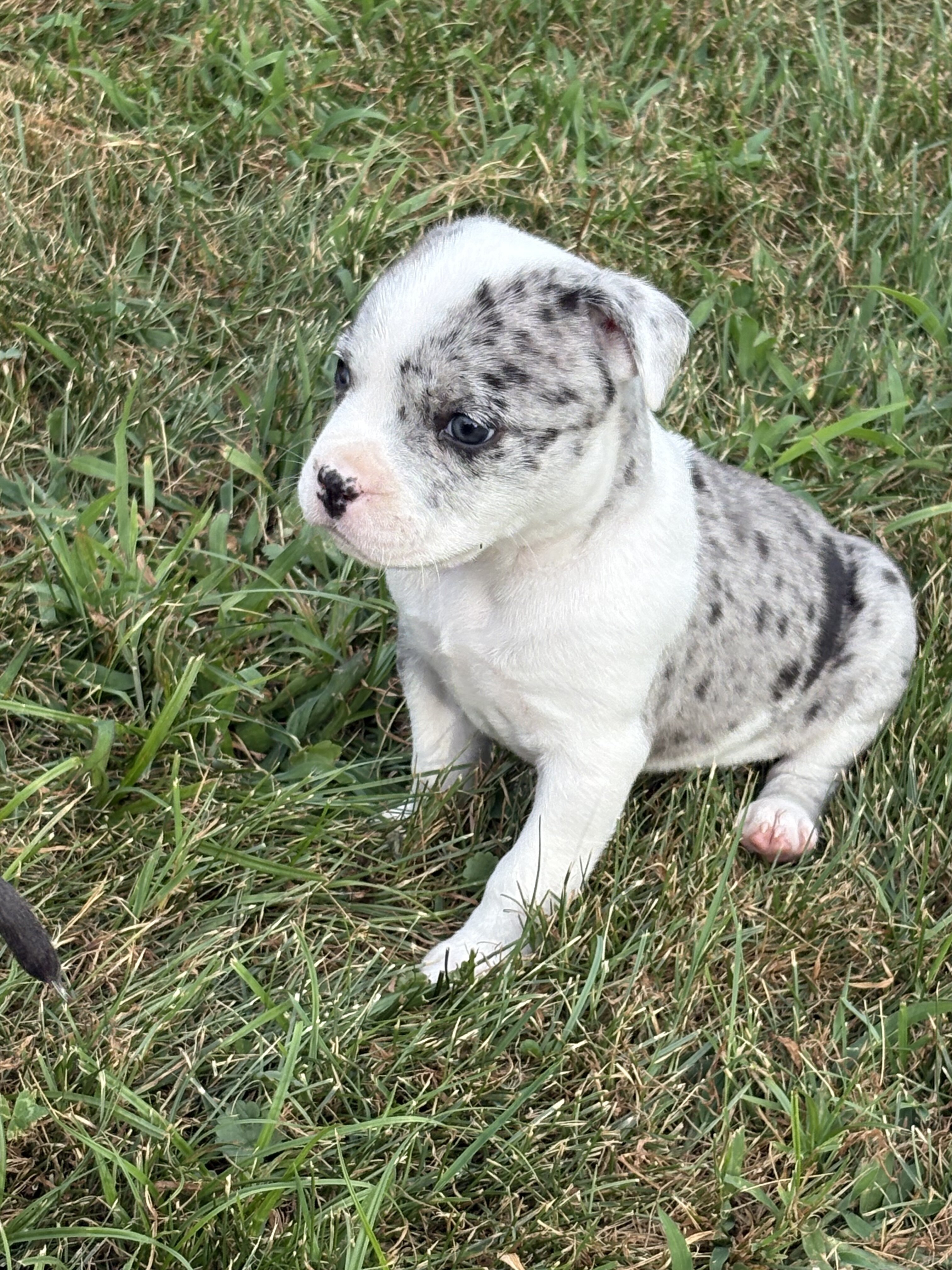 Amazing Rare Blue Merle Classic Bully Baby Girl image 5