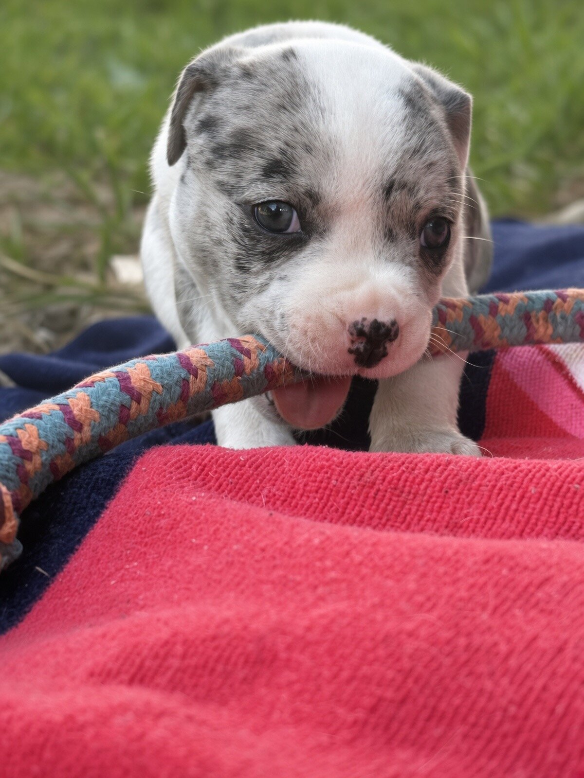 Amazing Rare Blue Merle Classic Bully Baby Girl image 8