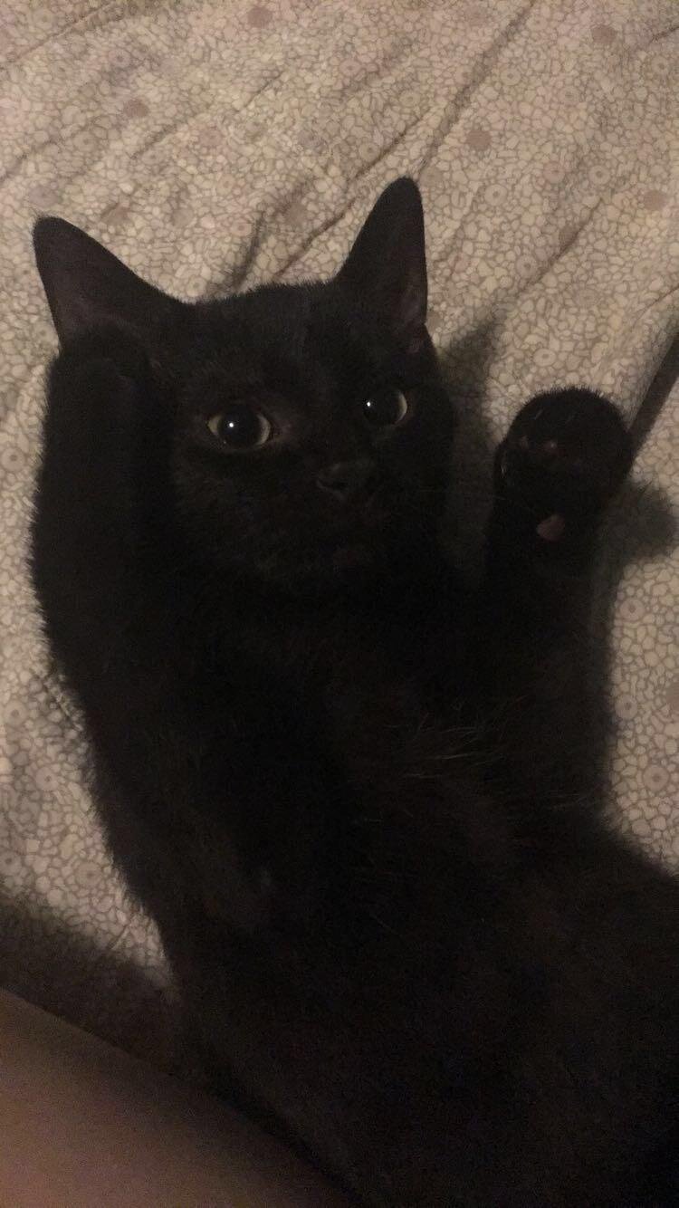 Female kitten image 1