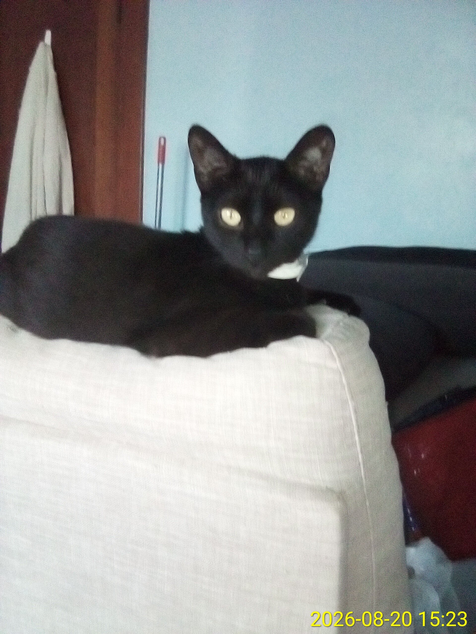 Not selling giving away my black cat with green ey image 1