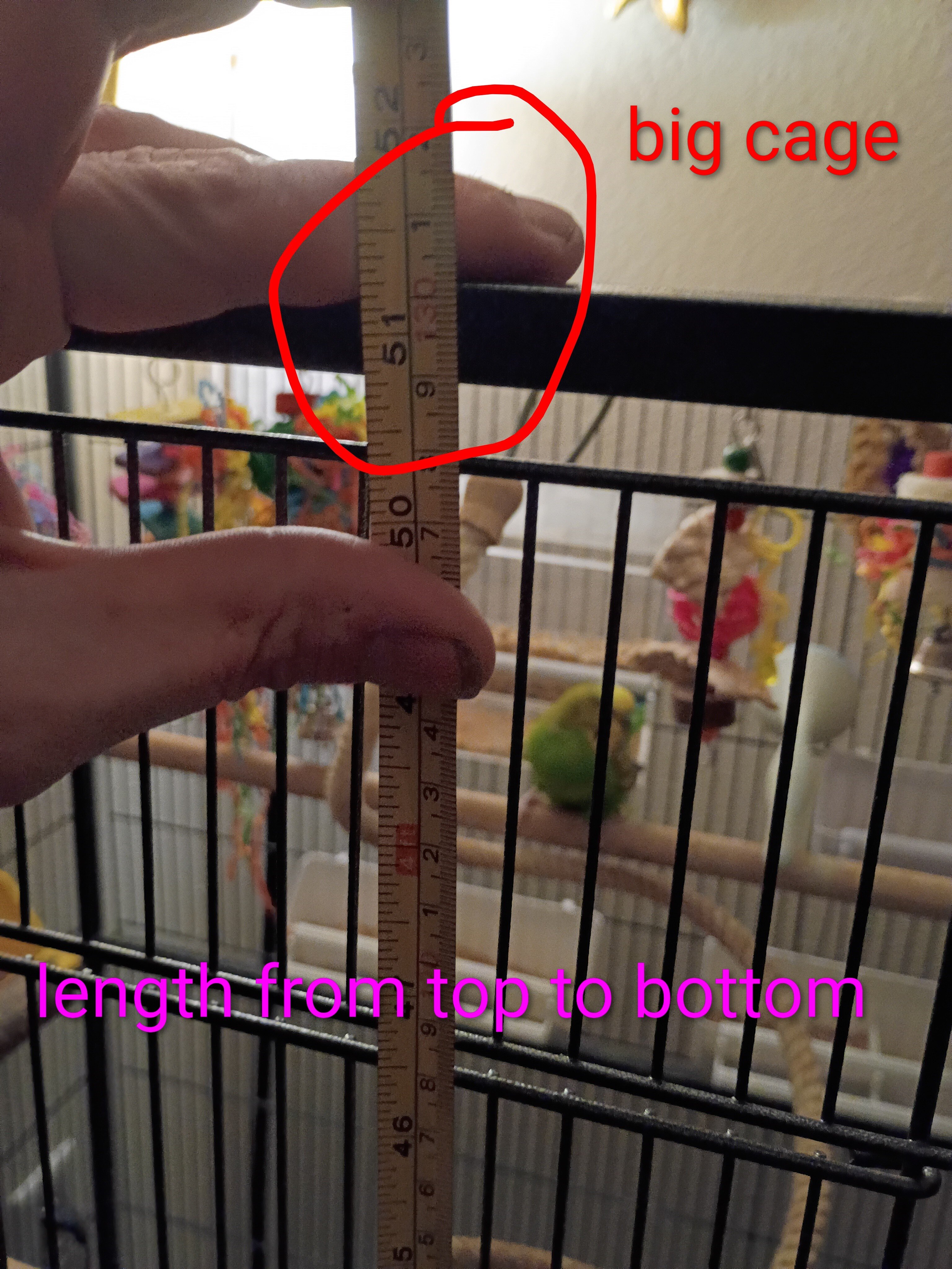 3 parakeets image 1