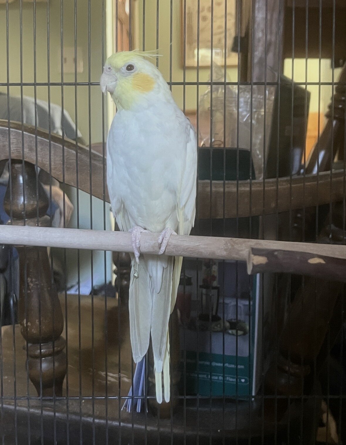 Cockatiel in need of rehome image 1