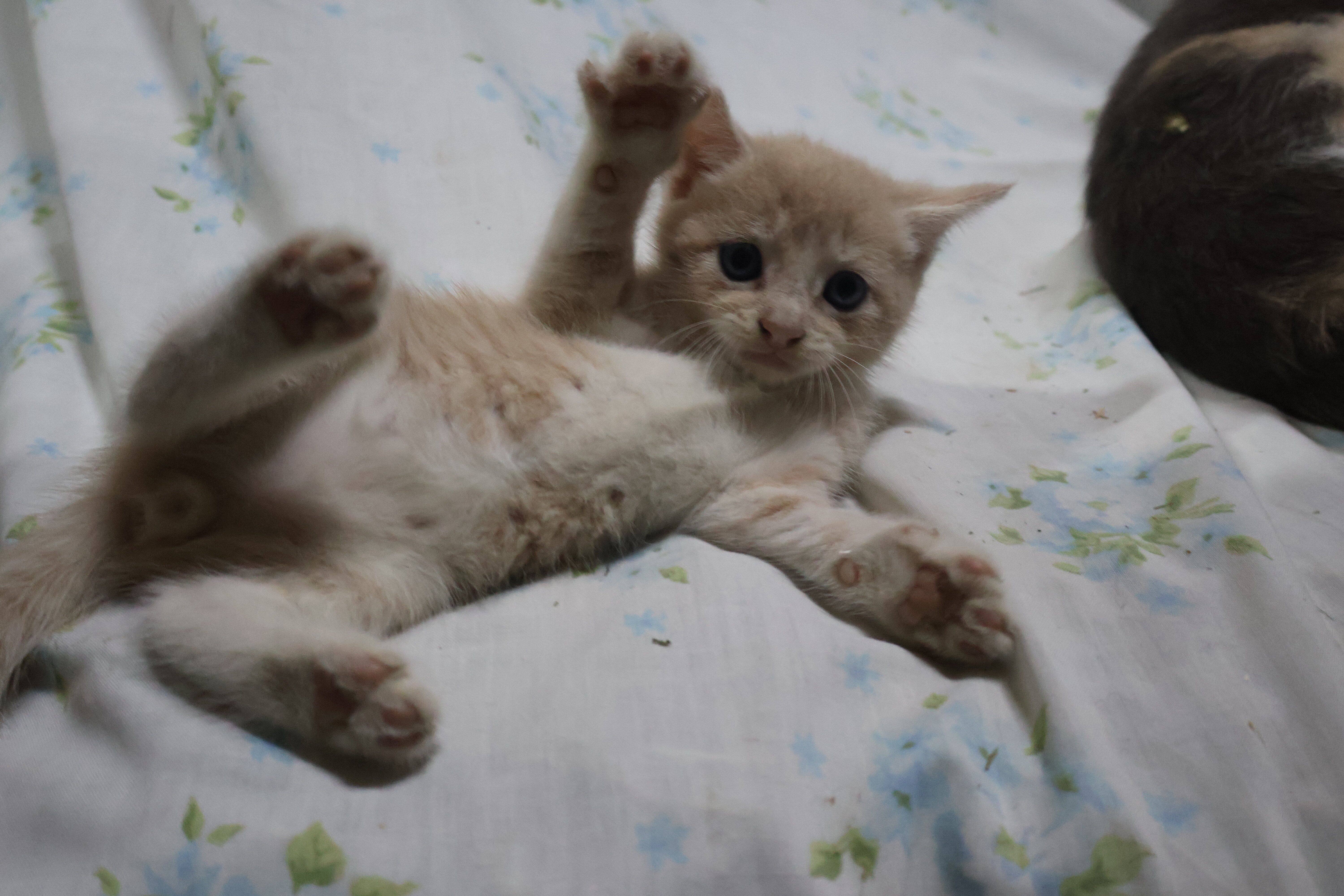 Young kittens image 1