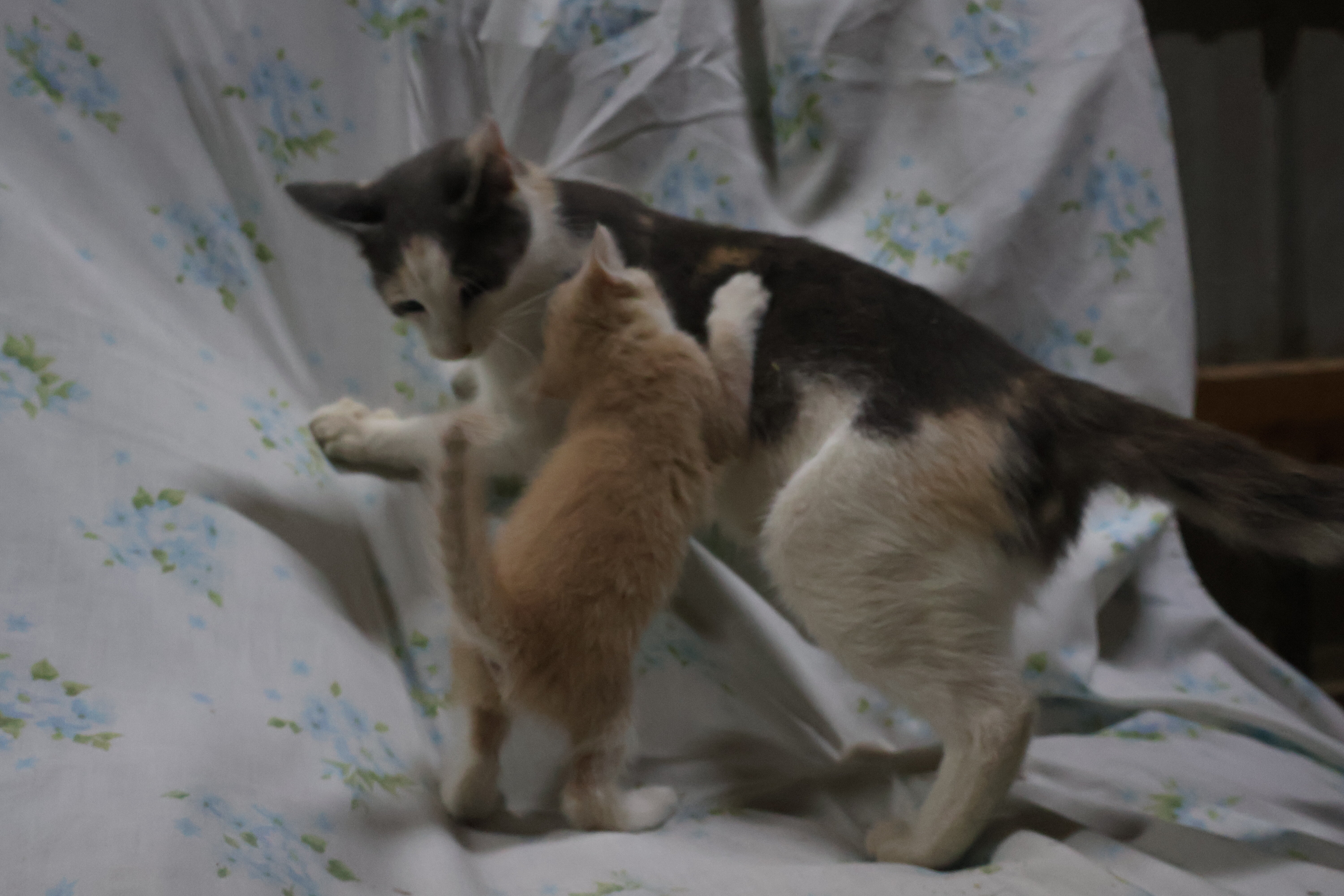 Young kittens image 2