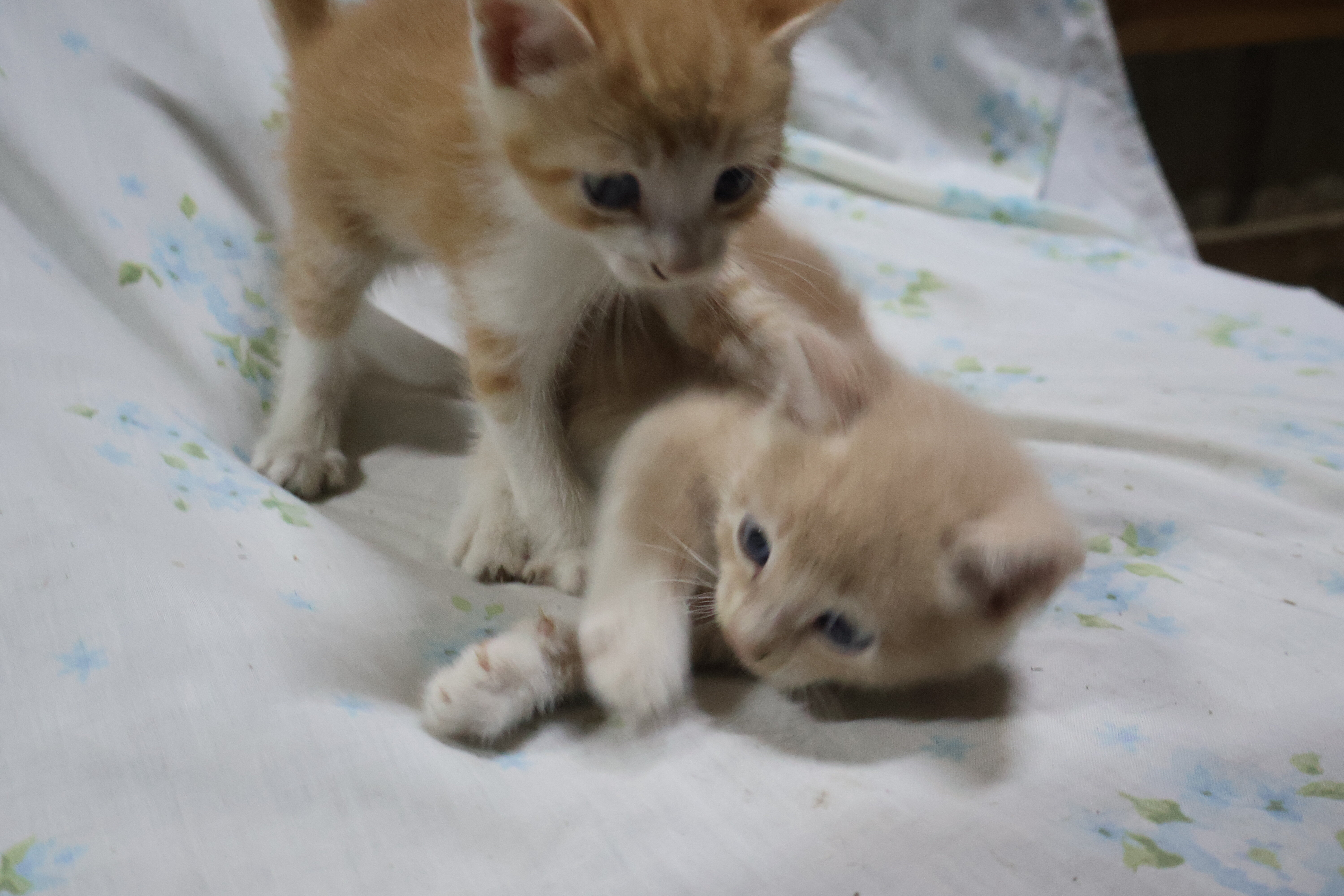 Young kittens image 3