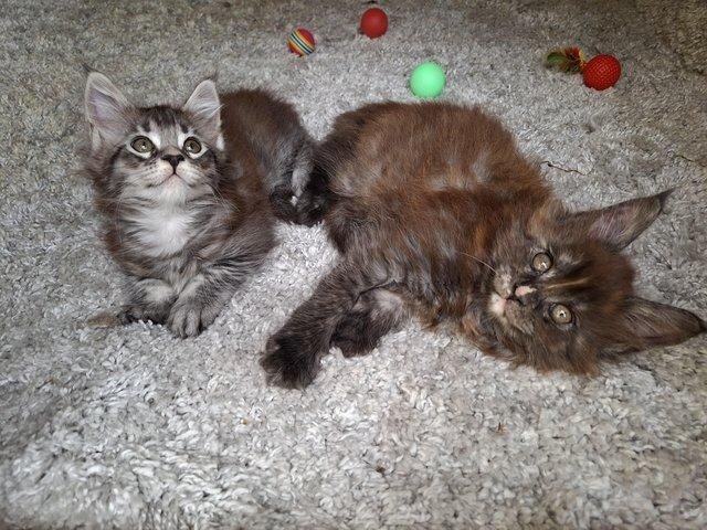 Pure Main Coon Tica active kittens image 1