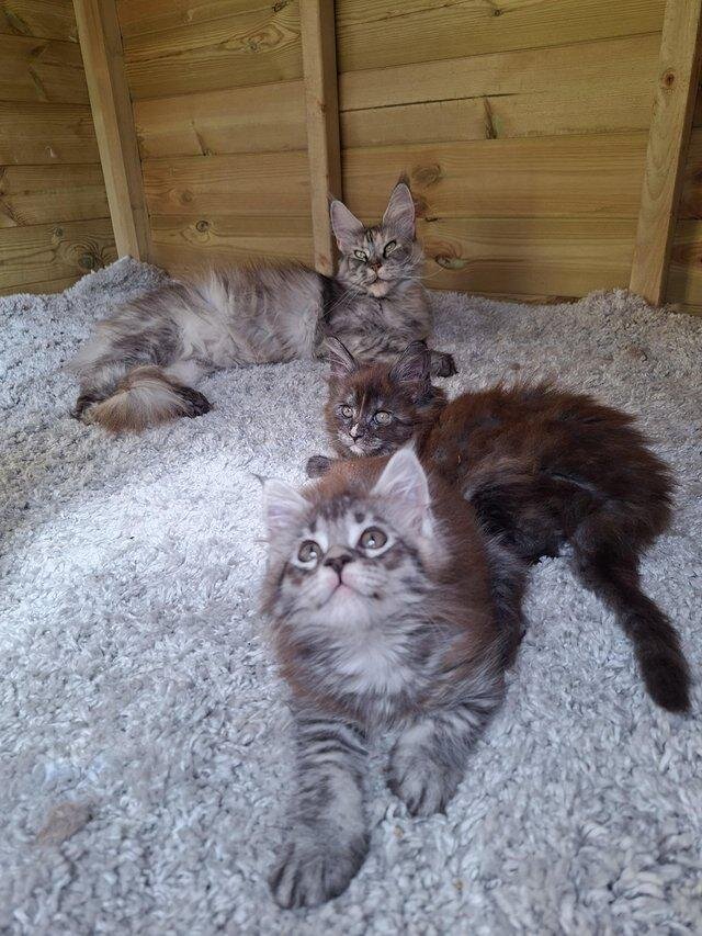 Pure Main Coon Tica active kittens image 2