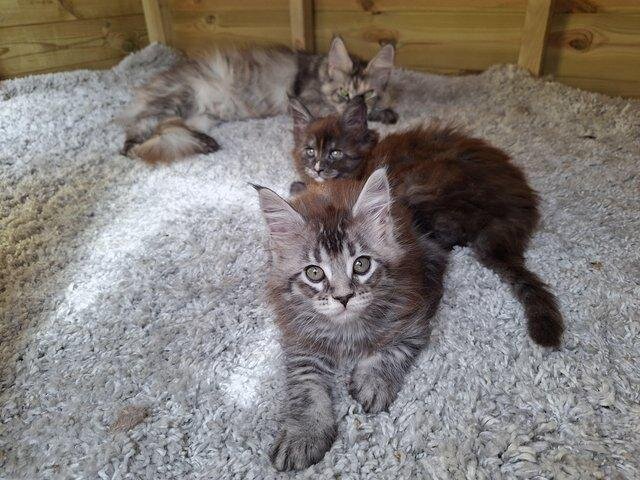 Pure Main Coon Tica active kittens image 3