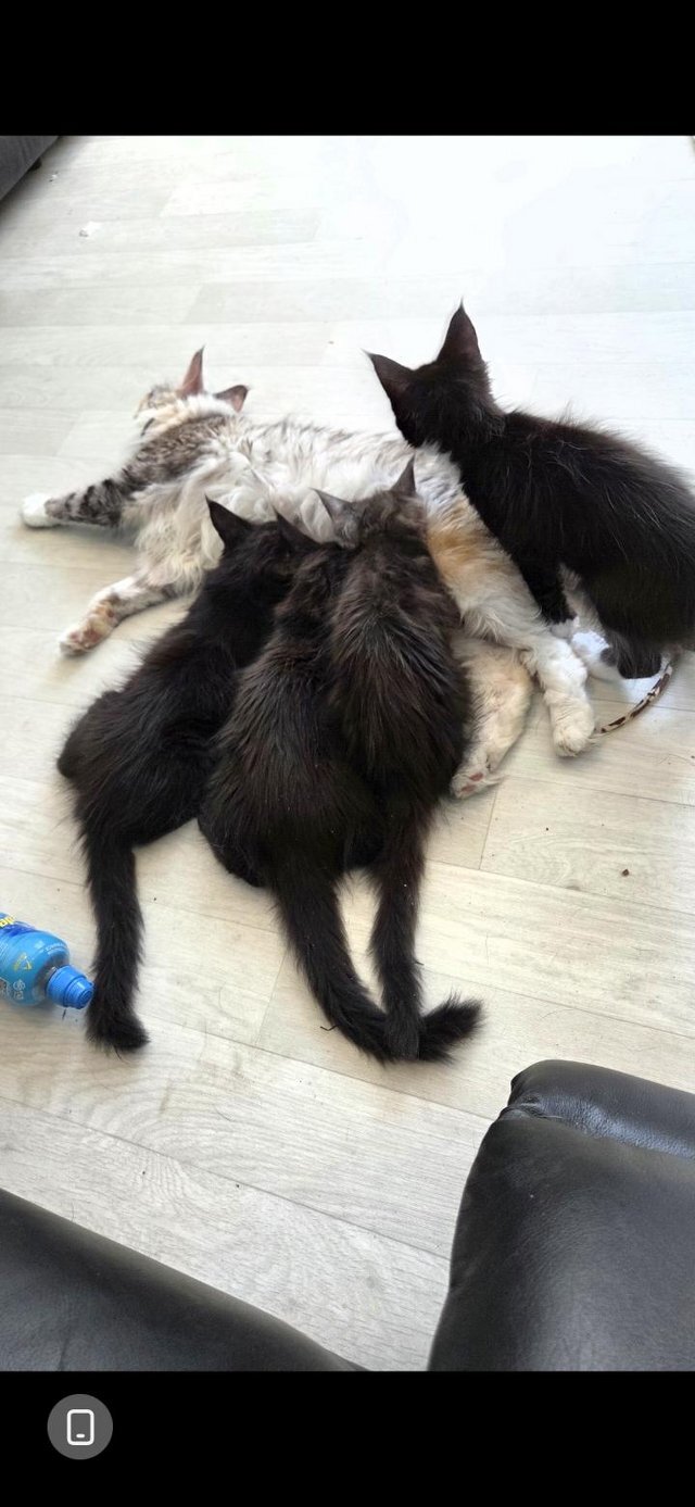 Maine coon kittens for adoption image 1