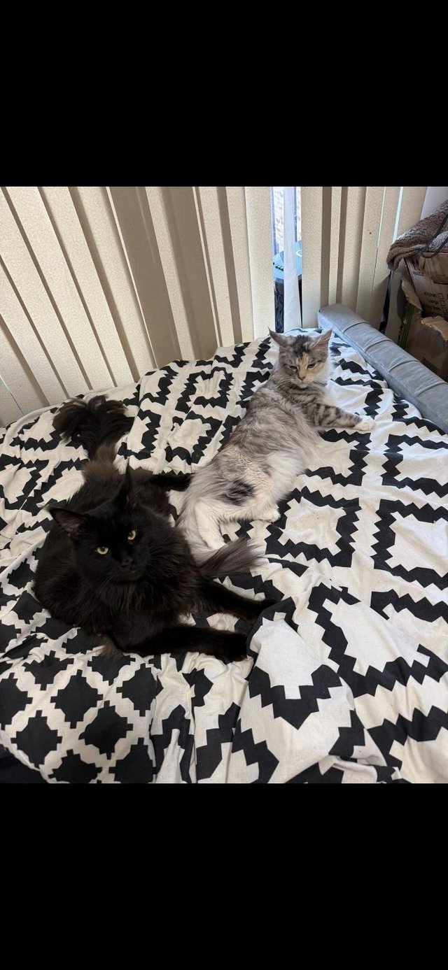 Maine coon kittens for adoption image 2