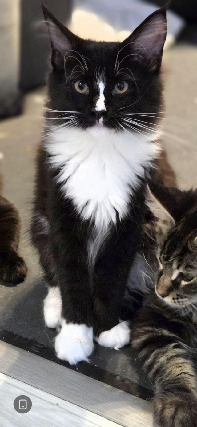 Maine coon kittens for adoption image 3