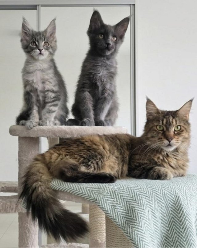 Maine coon a boy and a girl image 1