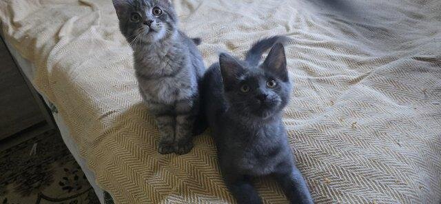 Maine coon a boy and a girl image 2