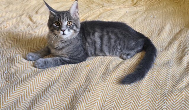 Maine coon a boy and a girl image 3