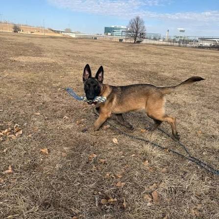 Belgian Malinois Puppy – 4 Months Old image 1