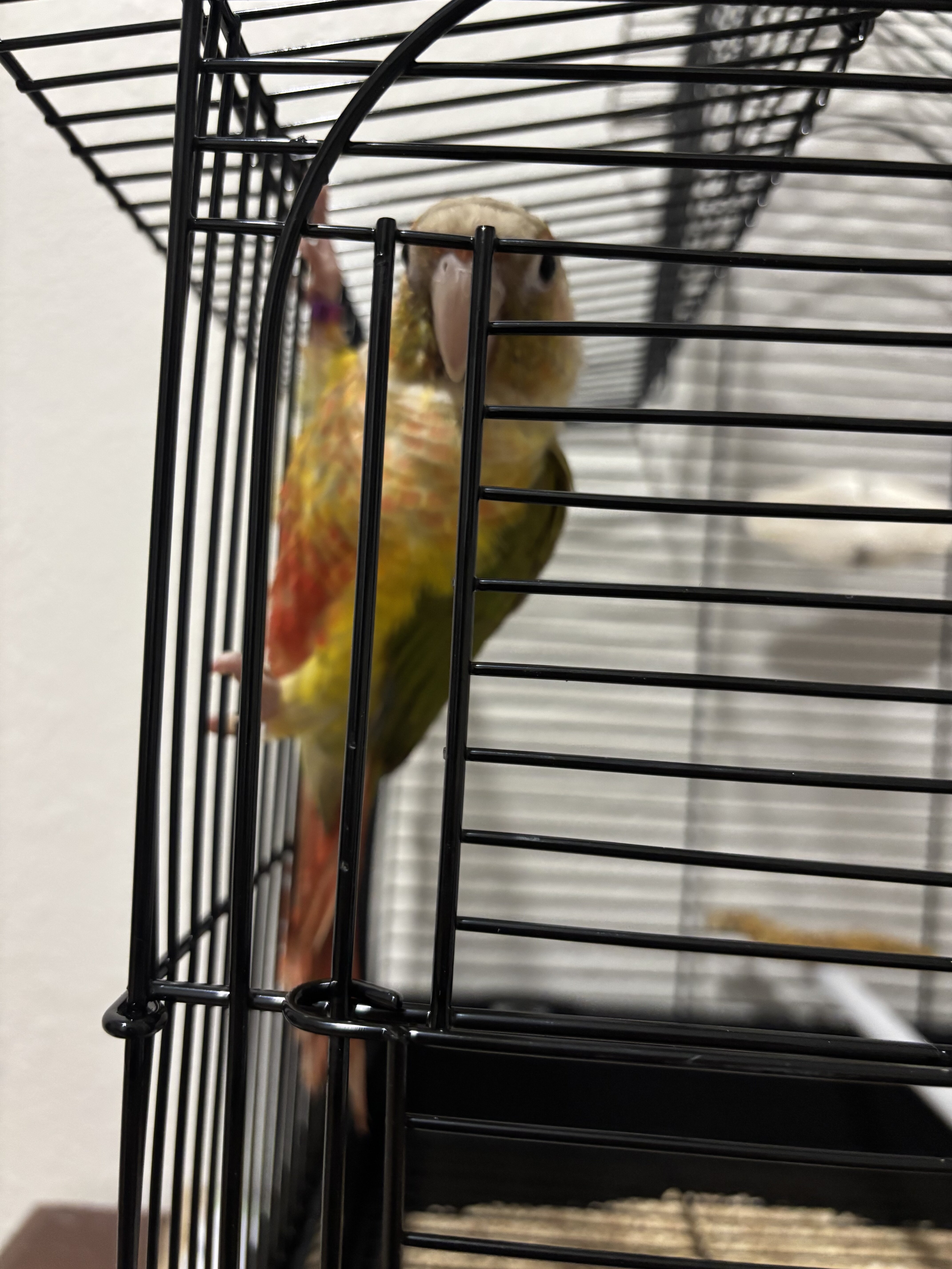 Conure parrot(Freya) image 3