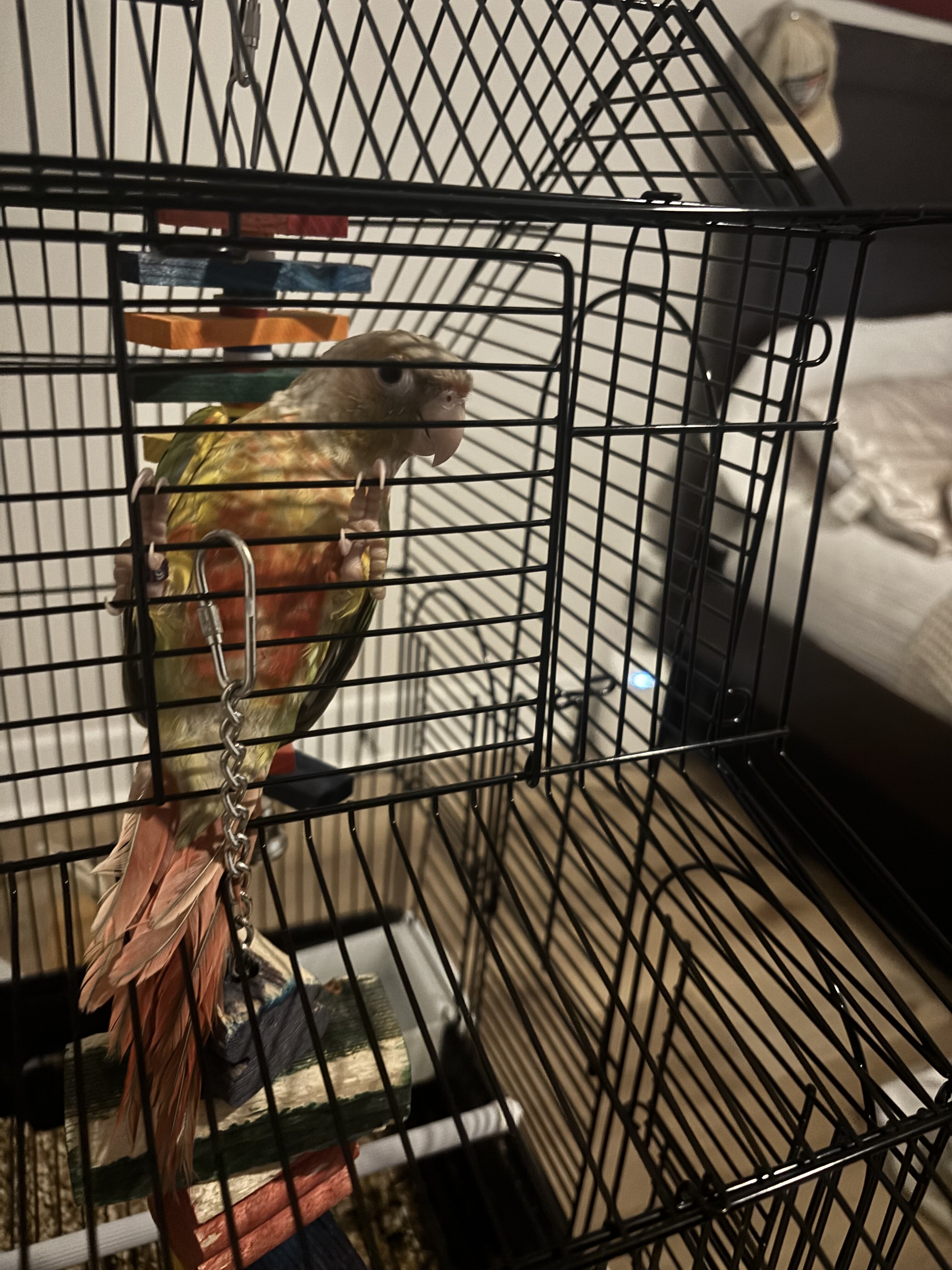 Conure parrot(Freya) image 2