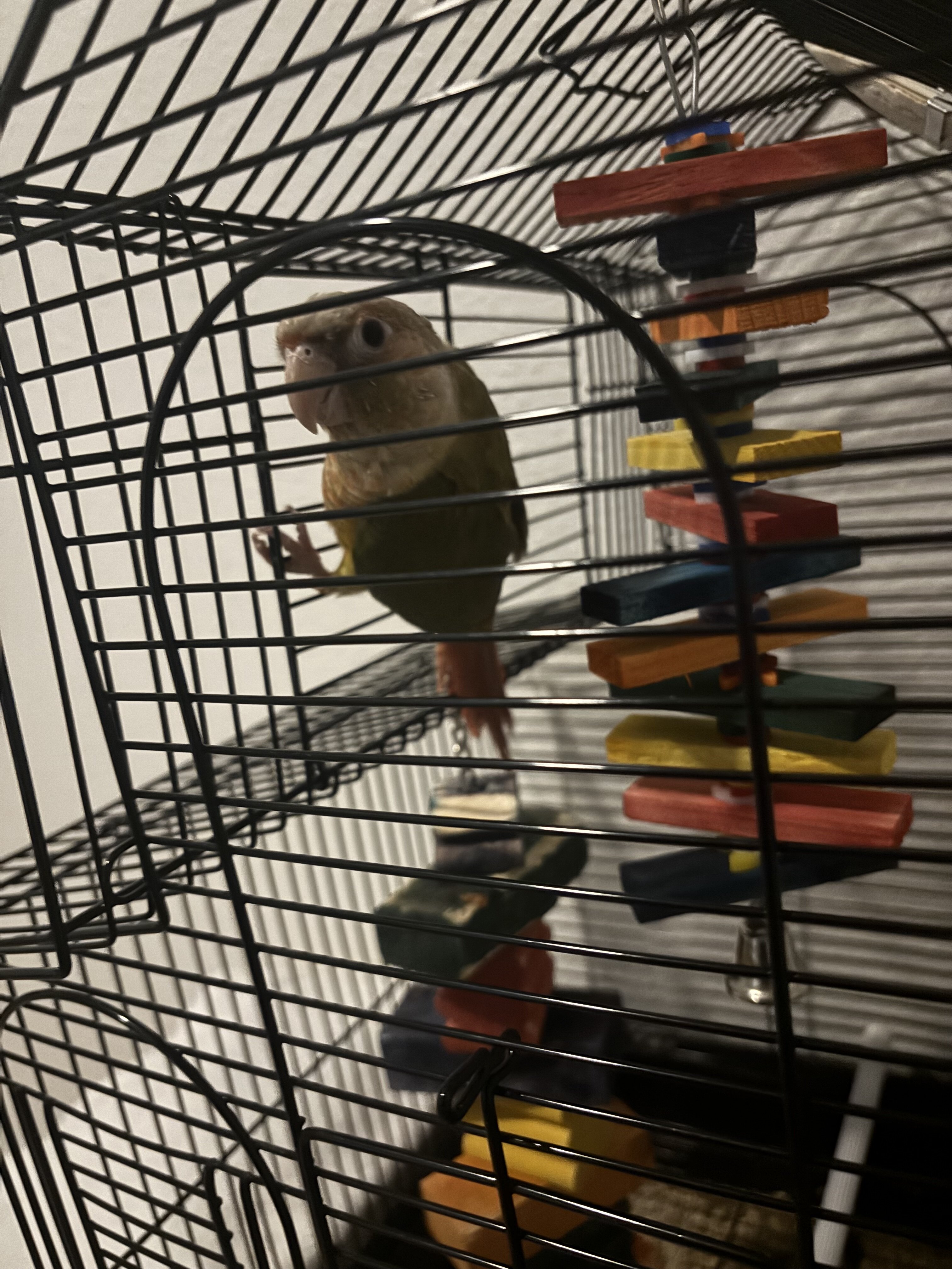 Conure parrot(Freya) image 1