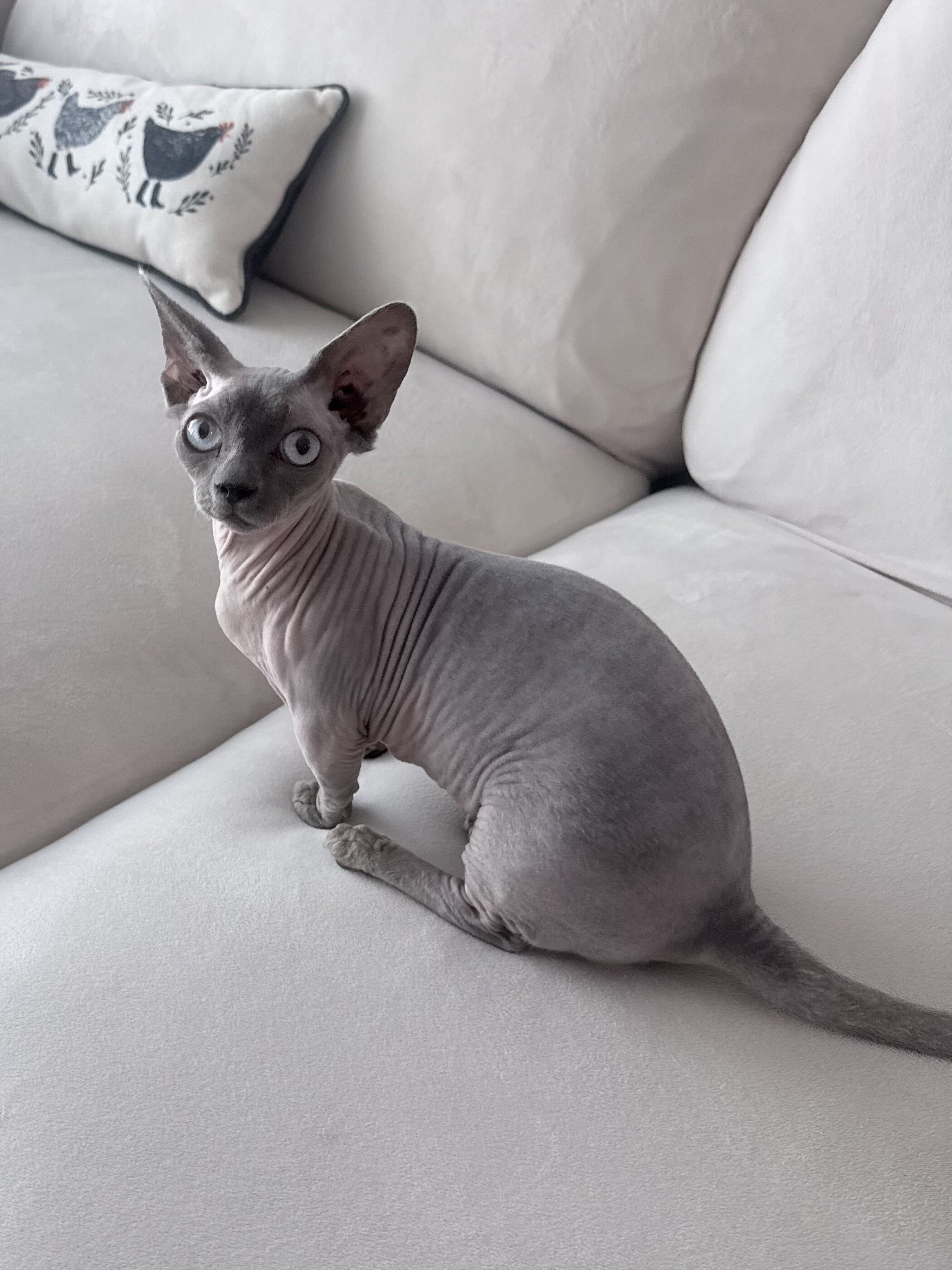 Bambino Sphynx kitten image 1