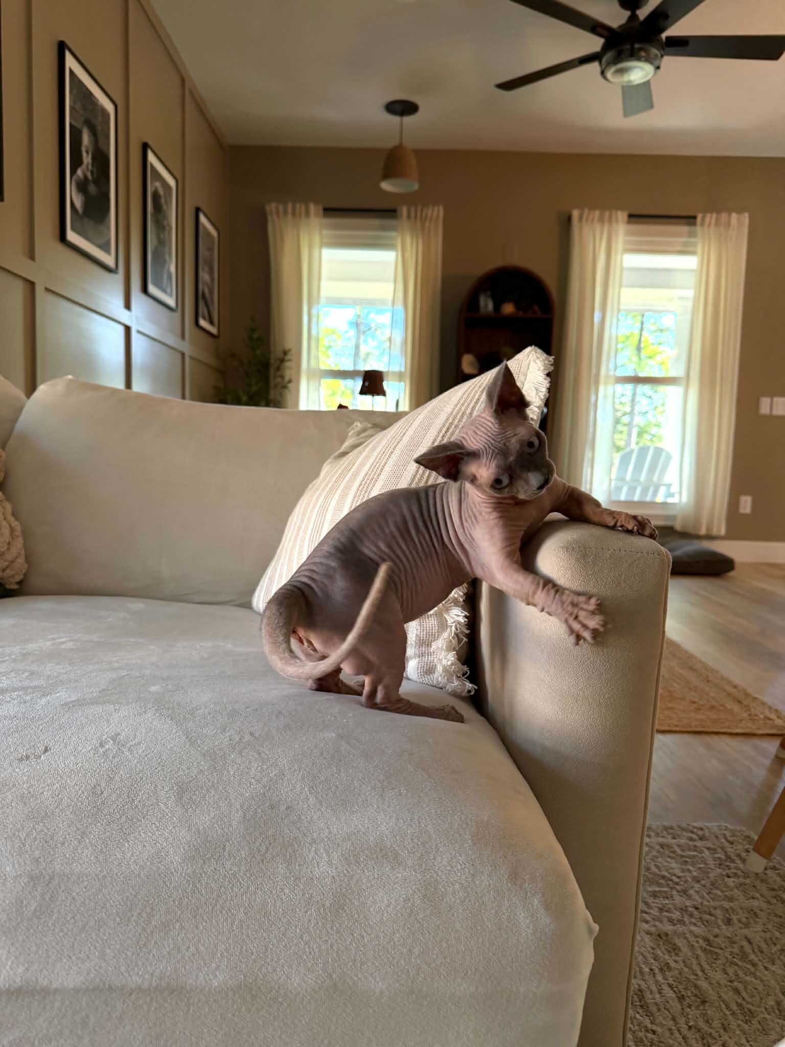 Bambino Sphynx kitten image 3