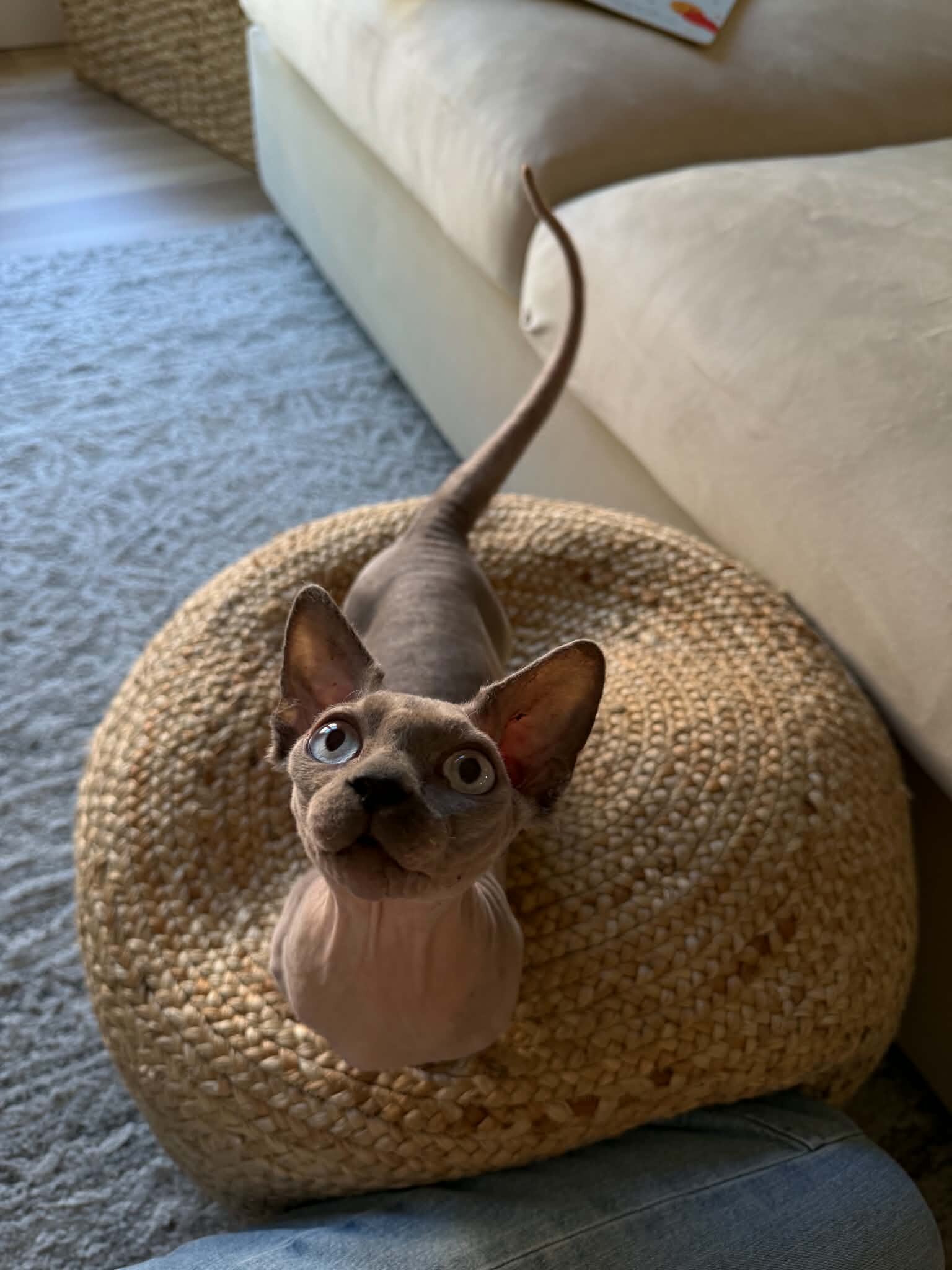 Bambino Sphynx kitten image 4