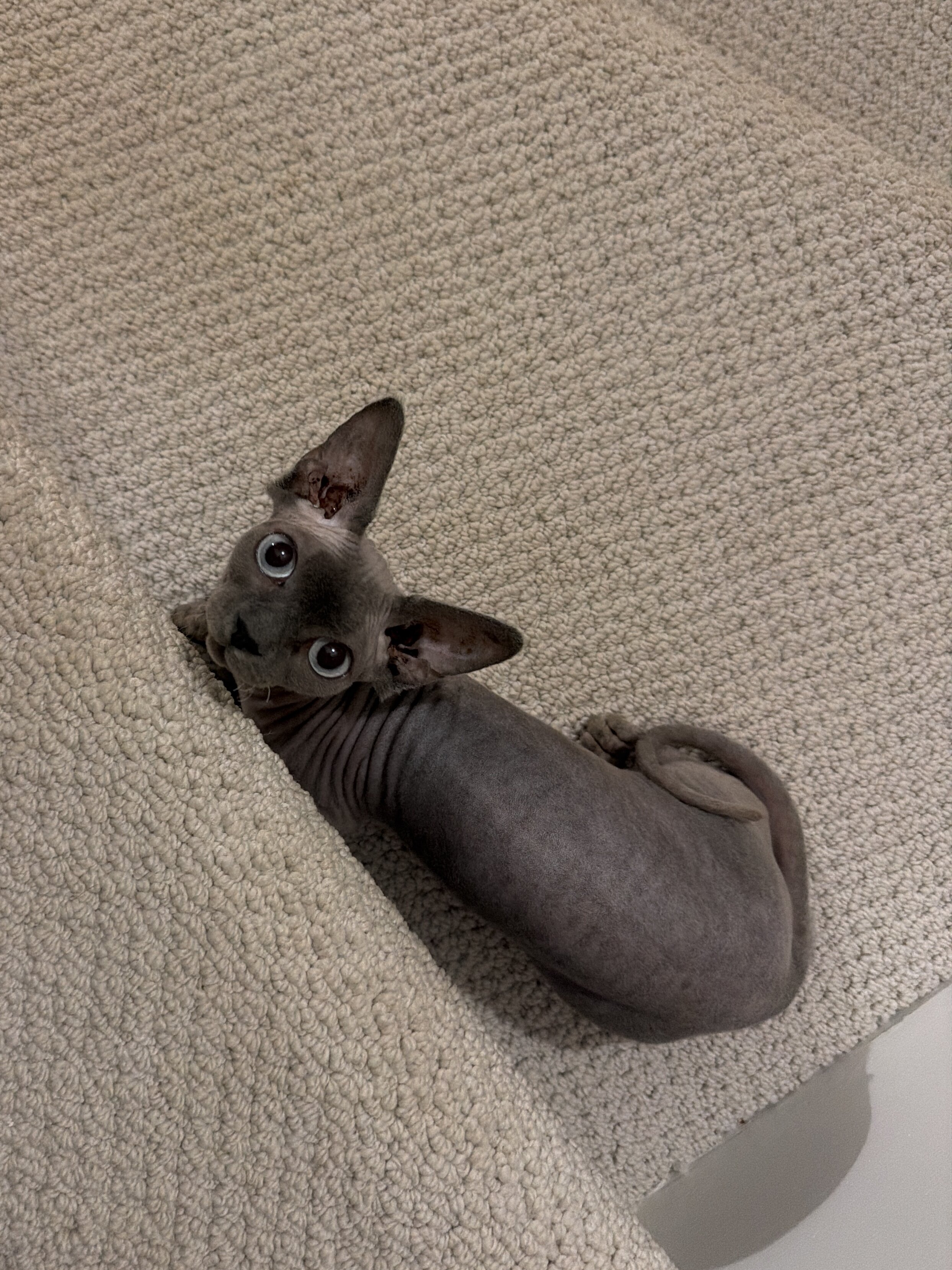 Bambino Sphynx kitten image 2