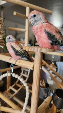 Rosie Bourke Grasskeets image 3