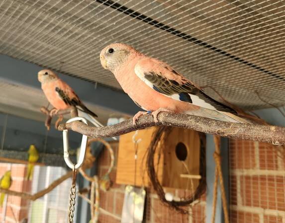 Rosie Bourke Grasskeets image 5