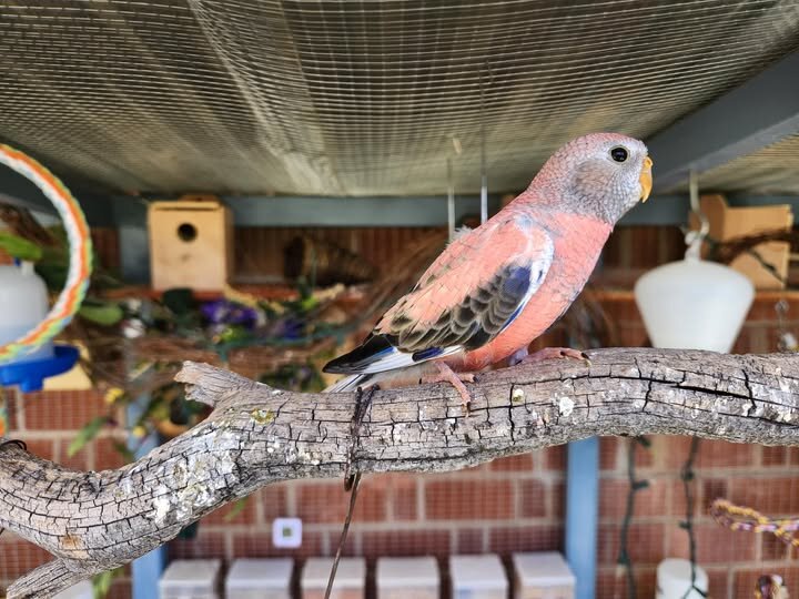 Rosie Bourke Grasskeets image 1
