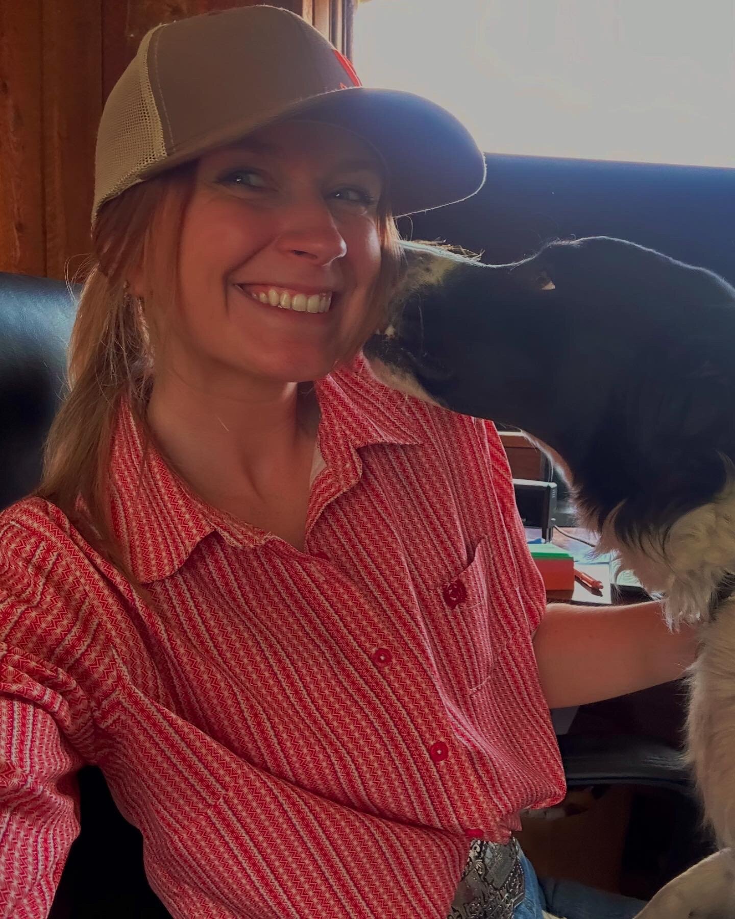 Female Border Collie image 3
