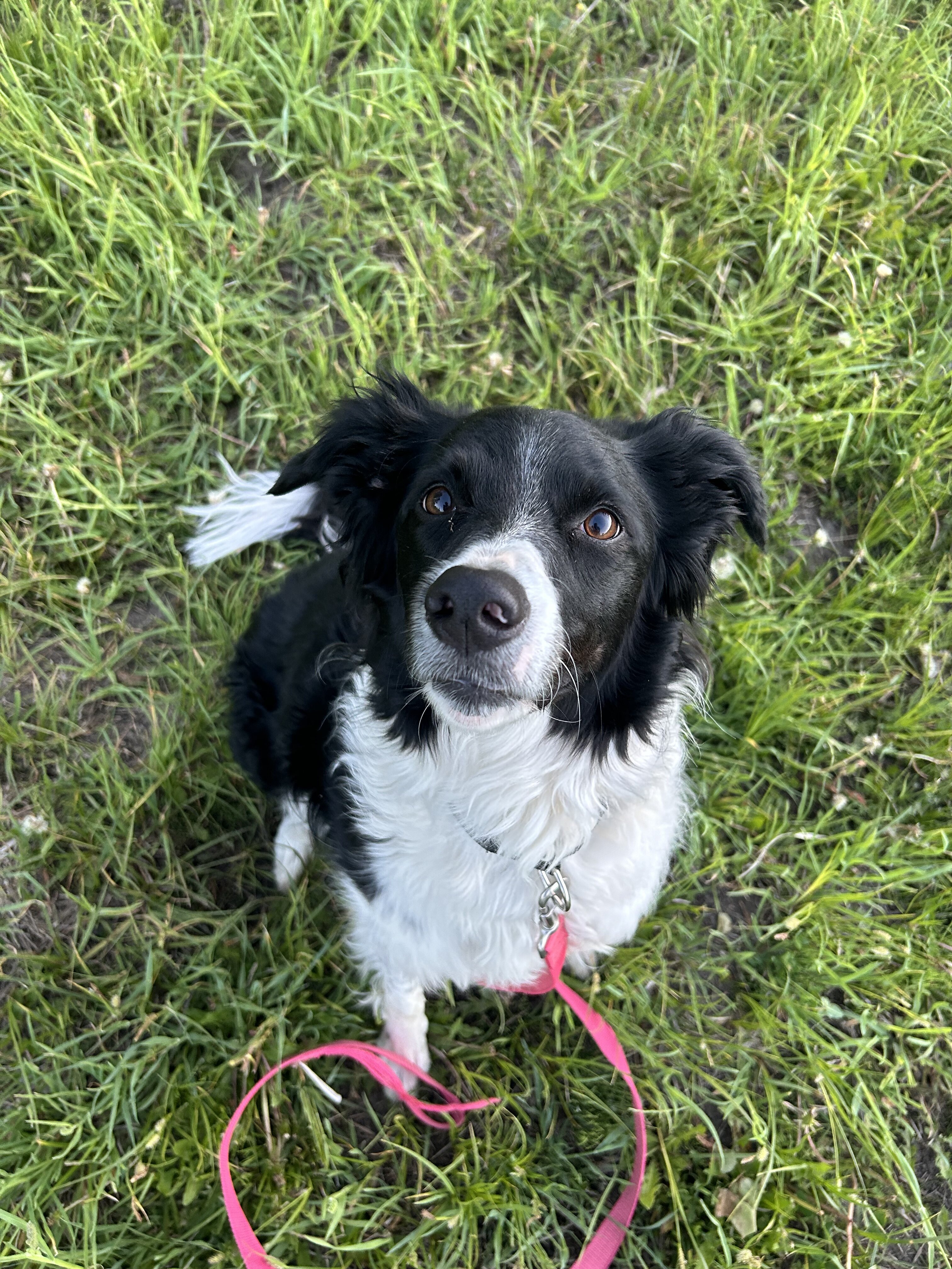 Female Border Collie image 1