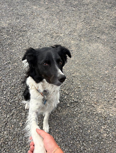 Female Border Collie image 4