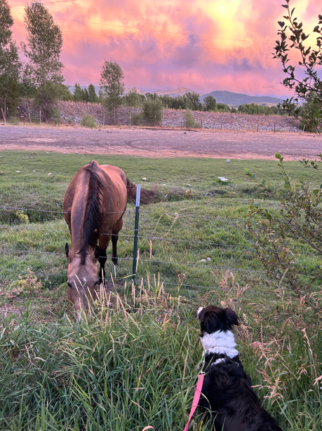 Female Border Collie image 5