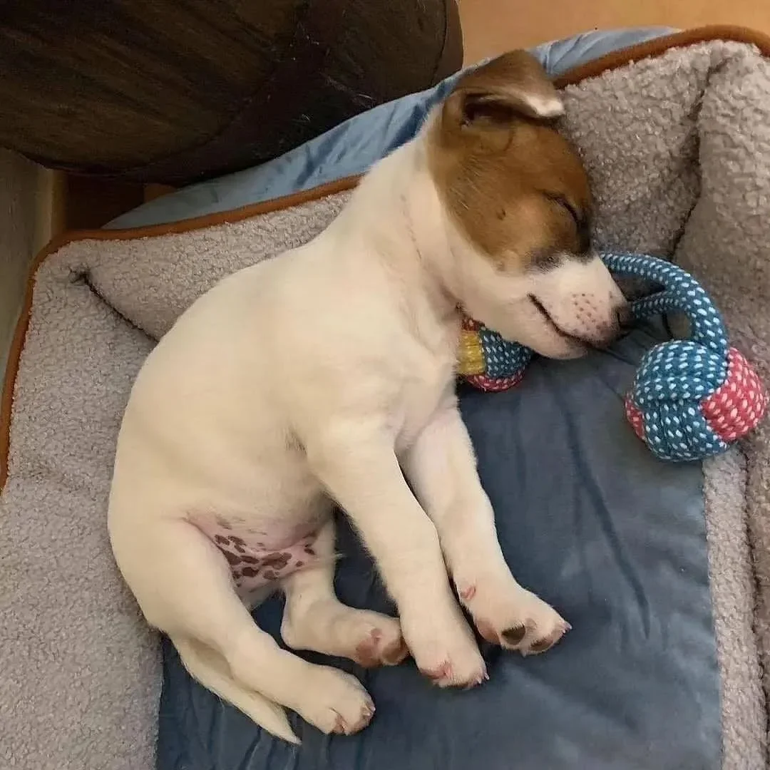 Adorable Jack russell puppies available image 1