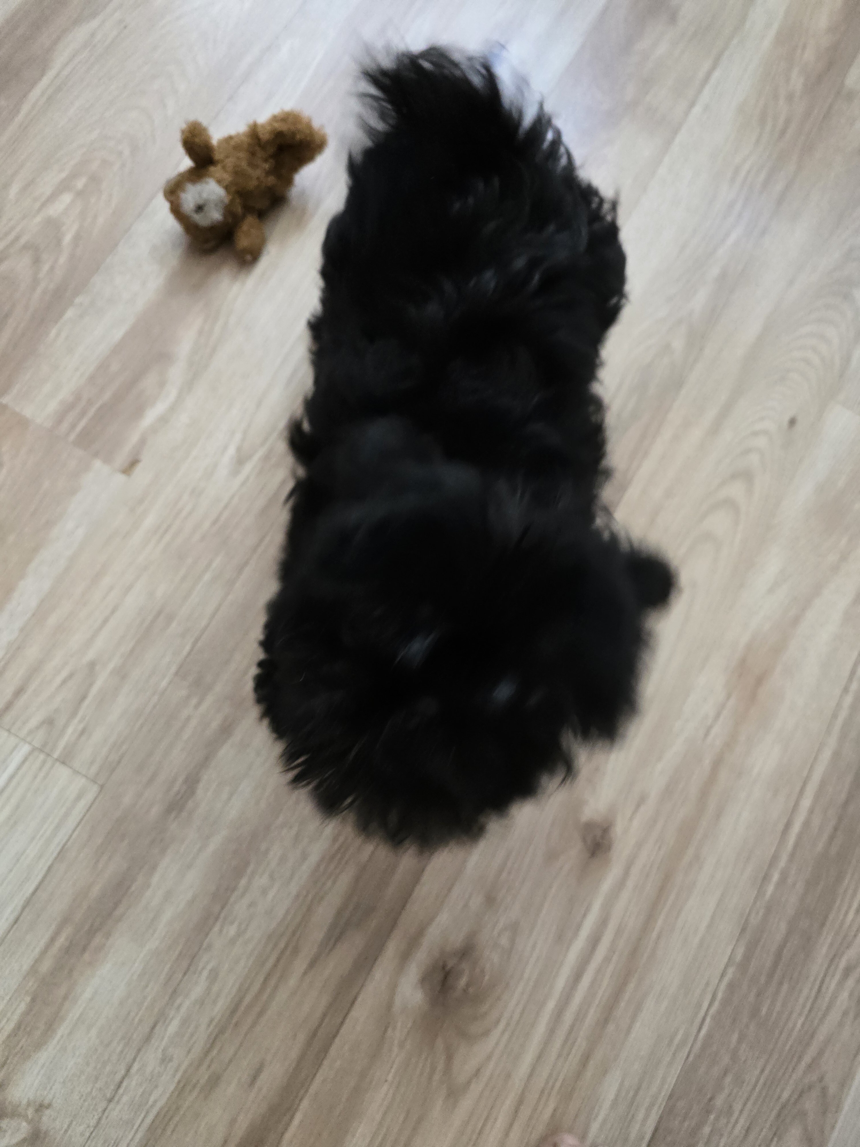 Shih Tzu image 1
