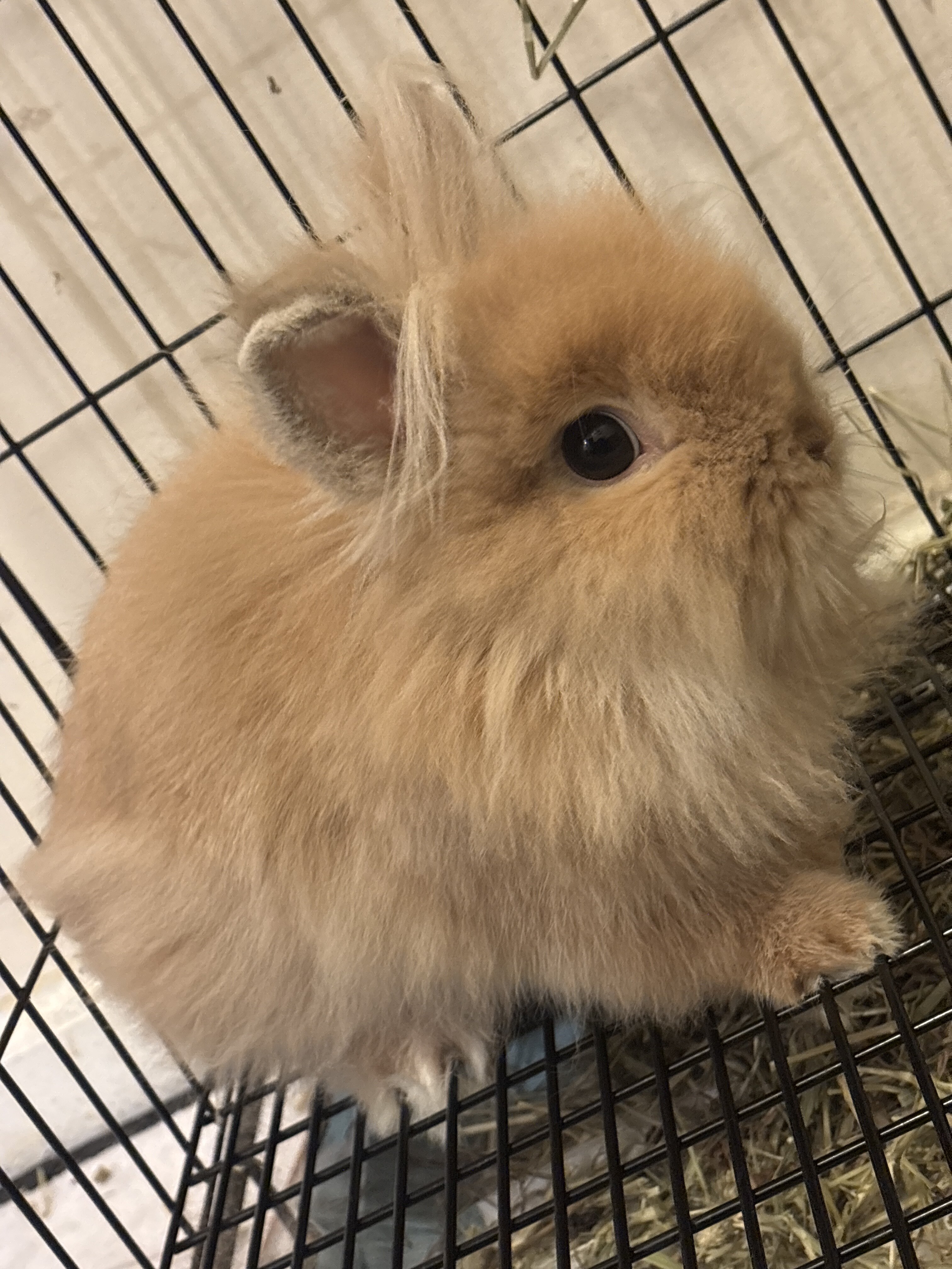Lion head dwarf bunny image 1