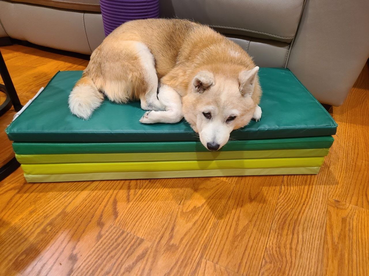 Sweet Senior Alya Needs a Loving Home image 4