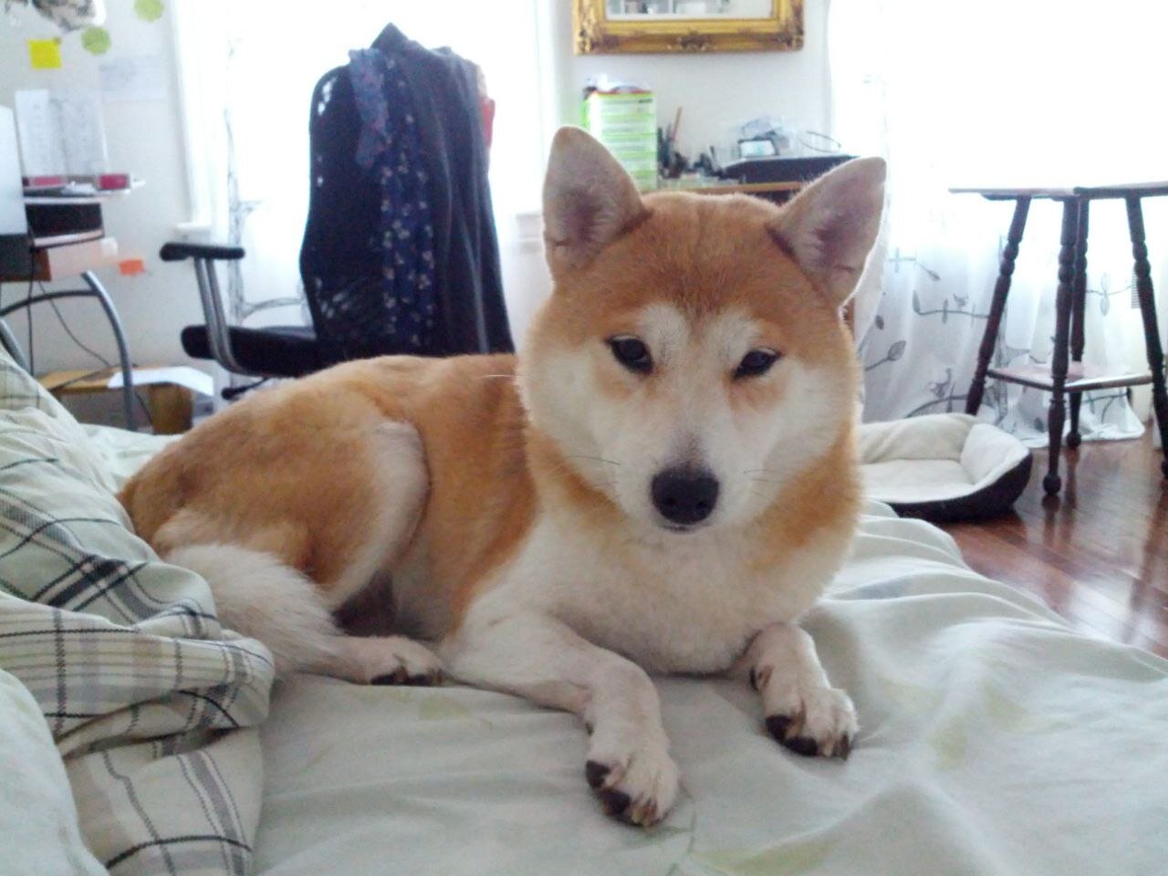 Sweet Senior Alya Needs a Loving Home image 1