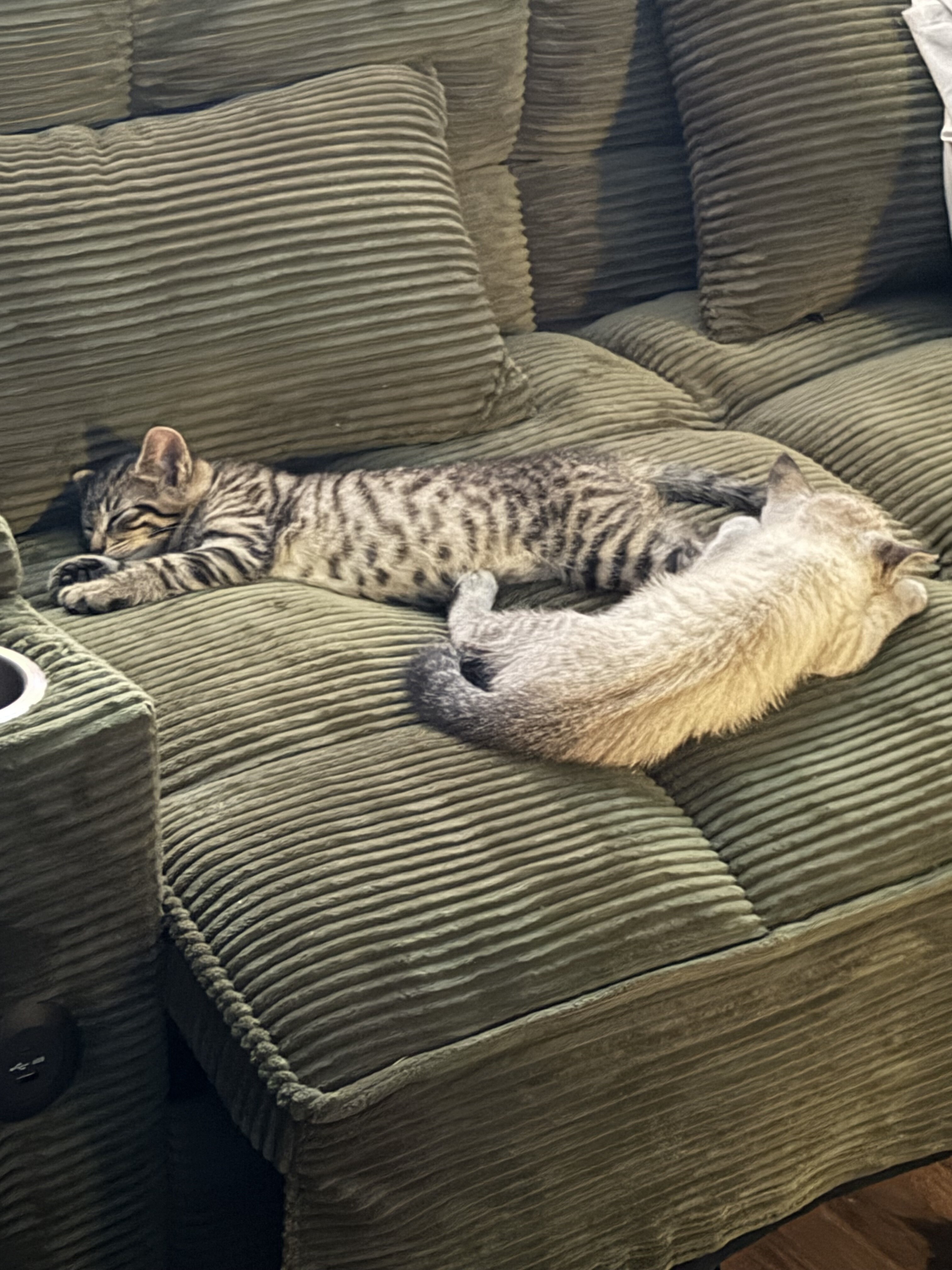 Bengal mix kittens image 2