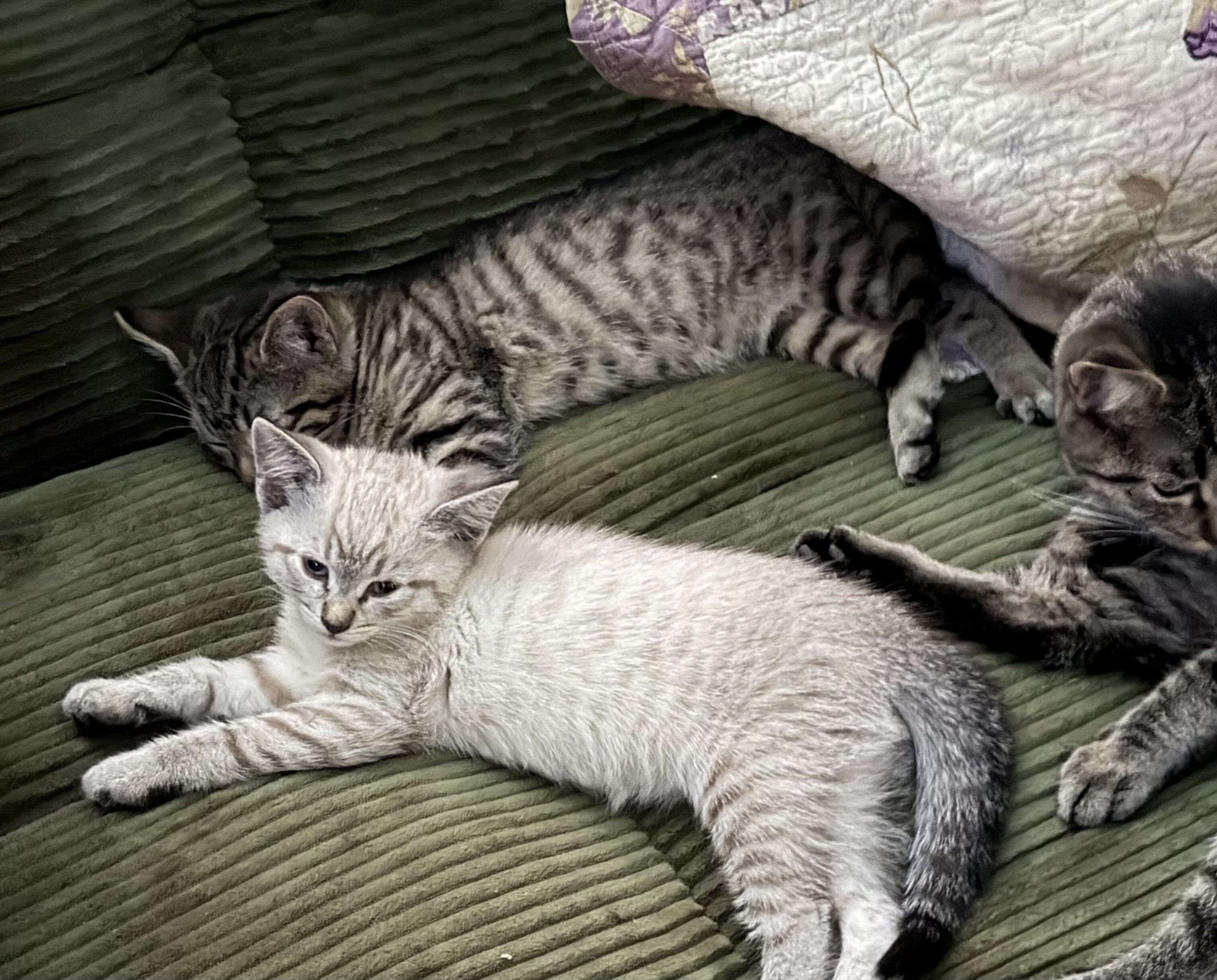 Bengal mix kittens image 1