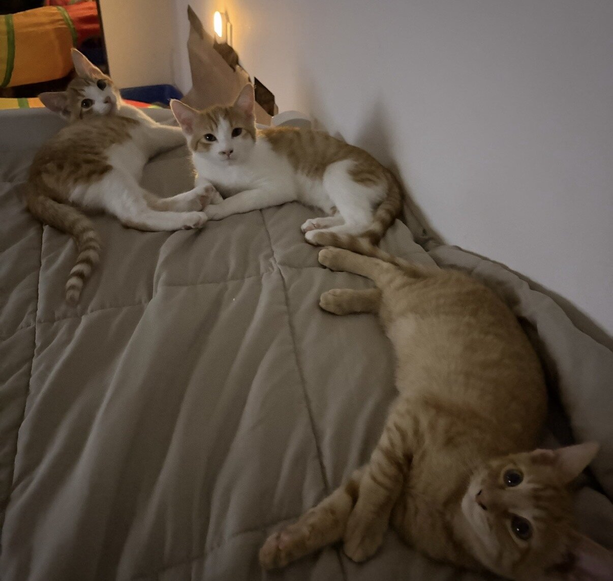 Male Domestic Shorthair Kittens! image 1
